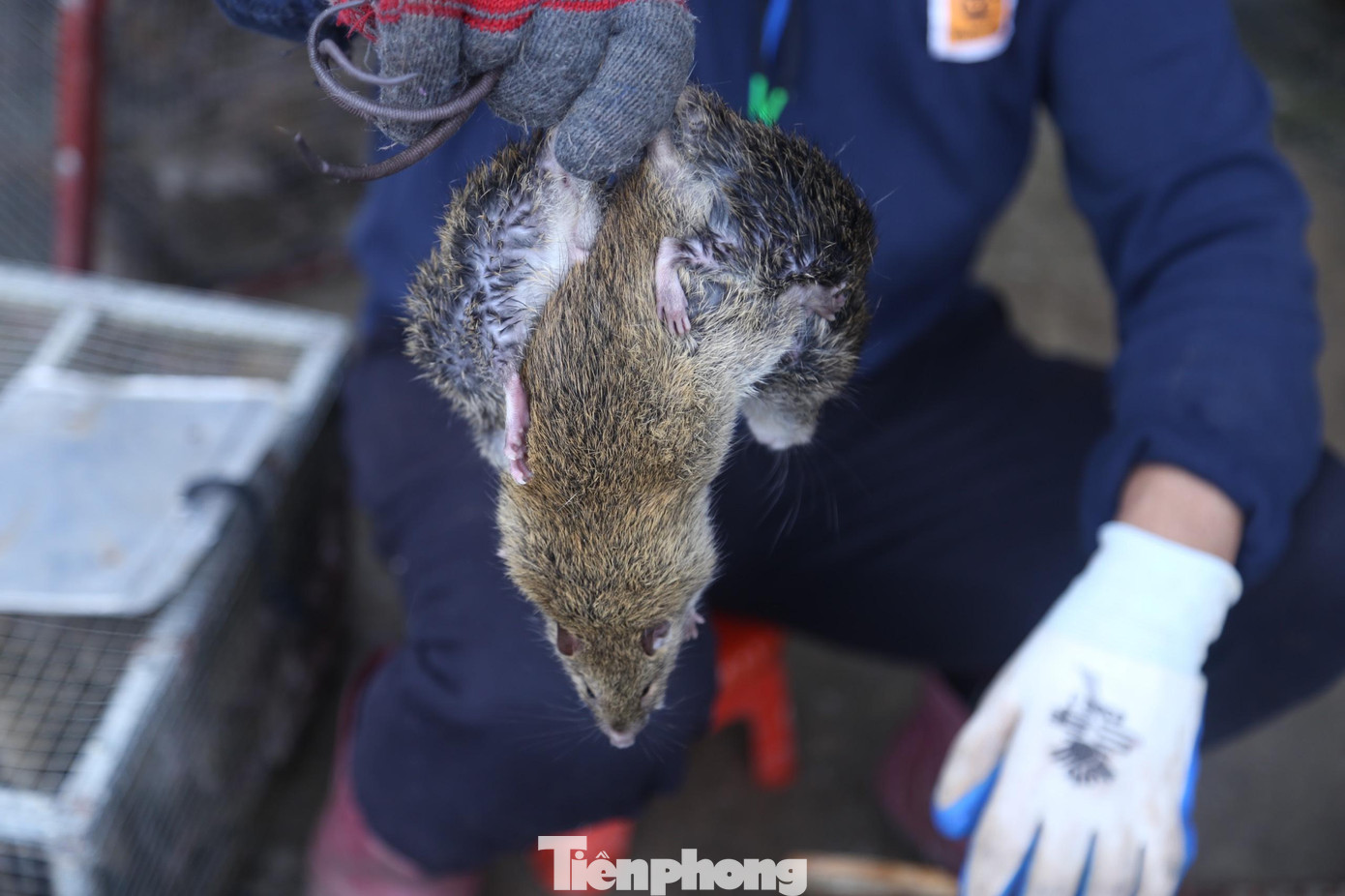 Những con chuột to béo