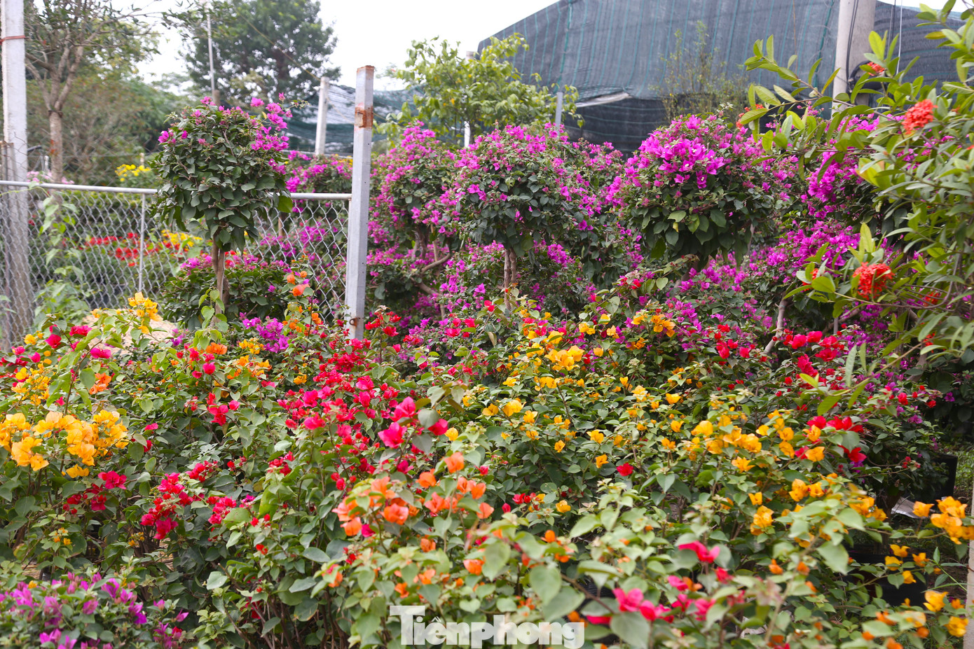 Hoa giấy, một loại cây cảnh đã quá quen thuộc, nay được cắt ghép, tạo dáng, thế,… với một diện mạo mới. Cũng nhờ vậy, từ một loài hoa bị thất sủng, nay mỗi chậu hoa giấy lại có giá từ vài trăm nghìn đến hàng chục triệu, thậm chí có những gốc cổ thụ với dáng độc lạ lên đến cả trăm triệu đồng.