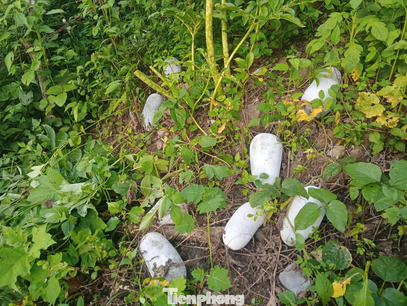 Năm nay sản lượng bí xanh tăng cao, mỗi quả nặng 2-6 kg.