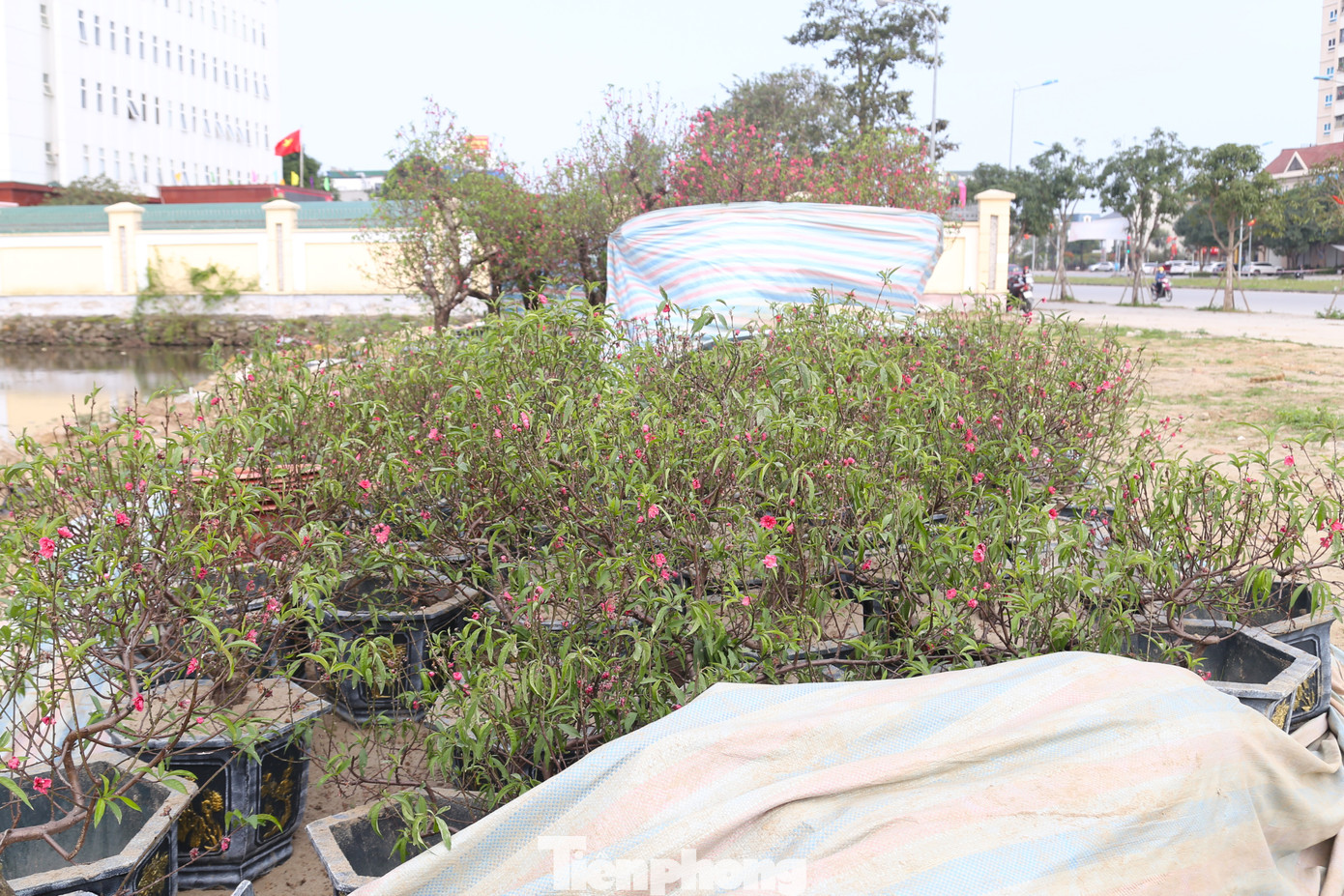 “Còn mấy chục gốc đào, tôi đang thanh lý giá rẻ. Thời điểm này, nếu khách mua thì không phải để chưng Tết nữa mà có thể làm cây cảnh trồng trong vườn nhà”, anh Thọ chia sẻ.