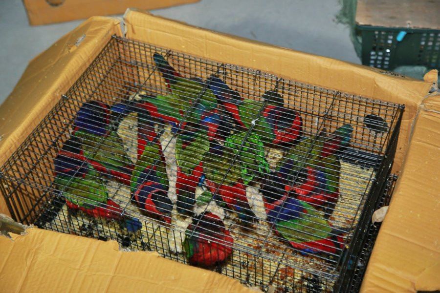 Kiểm tra xe ô tô, công an phát hiện 21 thùng hàng chứa 420 cá thể động vật hoang dã quý hiếm