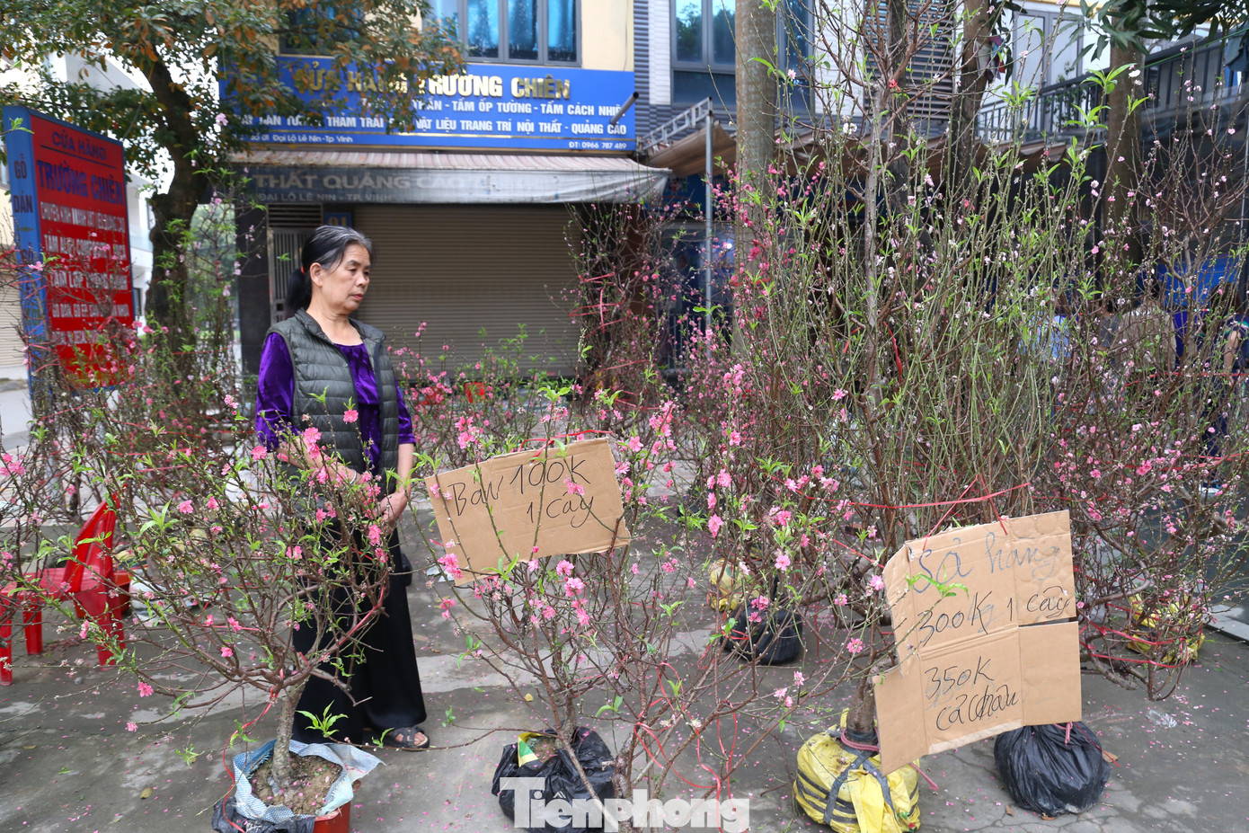 Mang theo hơn 200 gốc đào vào TP Vinh để bán Tết, bà Nguyễn Thị Tâm (trú tỉnh Hải Dương) cho biết, chưa năm nào, đào lại ế như năm nay. Tết đã cận kề mà đào còn tồn nhiều, bà quyết định bán xả hàng, chấp nhận lỗ để mong thu hồi ít vốn, kịp về quê ăn Tết.