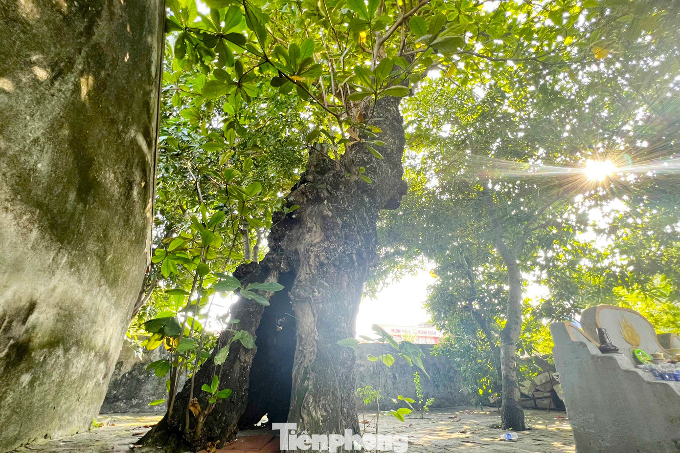 Bên trái đền có một cây bàng cổ thụ, mặc dù rỗng ruột, nhưng vẫn sống, xanh tươi, kiên cường trong nắng gió. “Ngày xưa vùng này gọi là Trại Bàng vì có rất nhiều bàng nhưng nay chỉ còn một cây duy nhất. Cây bàng này từng bị các trận bão lớn đánh gãy hết nhánh. Trải qua thời gian, cây bị mục, rỗng ruột, nhưng điều kỳ diệu là cây vẫn sống, mỗi năm còn mọc thêm nhiều cành mới. Du khách về đây chiêm bái đều ra chụp ảnh cùng với cây bàng này”, bà Đinh Thị Oanh chia sẻ. Bên trái đền có một cây bàng cổ thụ, mặc dù rỗng ruột, nhưng vẫn sống, xanh tươi, kiên cường trong nắng gió. “Ngày xưa vùng này gọi là Trại Bàng vì có rất nhiều bàng nhưng nay chỉ còn một cây duy nhất. Cây bàng này từng bị các trận bão lớn đánh gãy hết nhánh. Trải qua thời gian, cây bị mục, rỗng ruột, nhưng điều kỳ diệu là cây vẫn sống, mỗi năm còn mọc thêm nhiều cành mới. Du khách về đây chiêm bái đều ra chụp ảnh cùng với cây bàng này”, bà Đinh Thị Oanh chia sẻ.