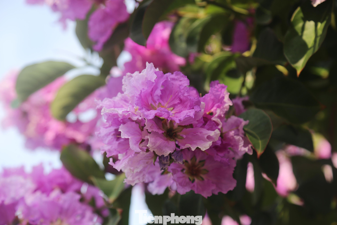 Thời gian nở bắt đầu từ cuối tháng tư đến giữa tháng sáu hằng năm của mùa hè.