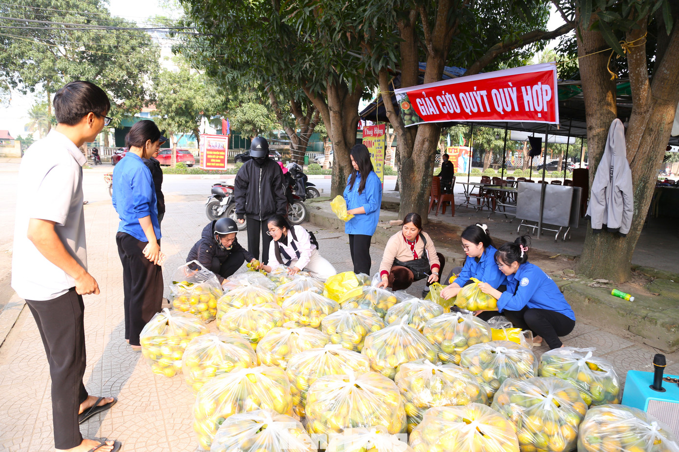 Động thái này xuất phát từ việc những vườn quýt PQ ở huyện Quỳ Hợp (tỉnh Nghệ An) đang vào vụ thu hoạch nhưng vắng bóng người mua. Do không bán được nên người dân để quýt chín rụng đầy gốc.