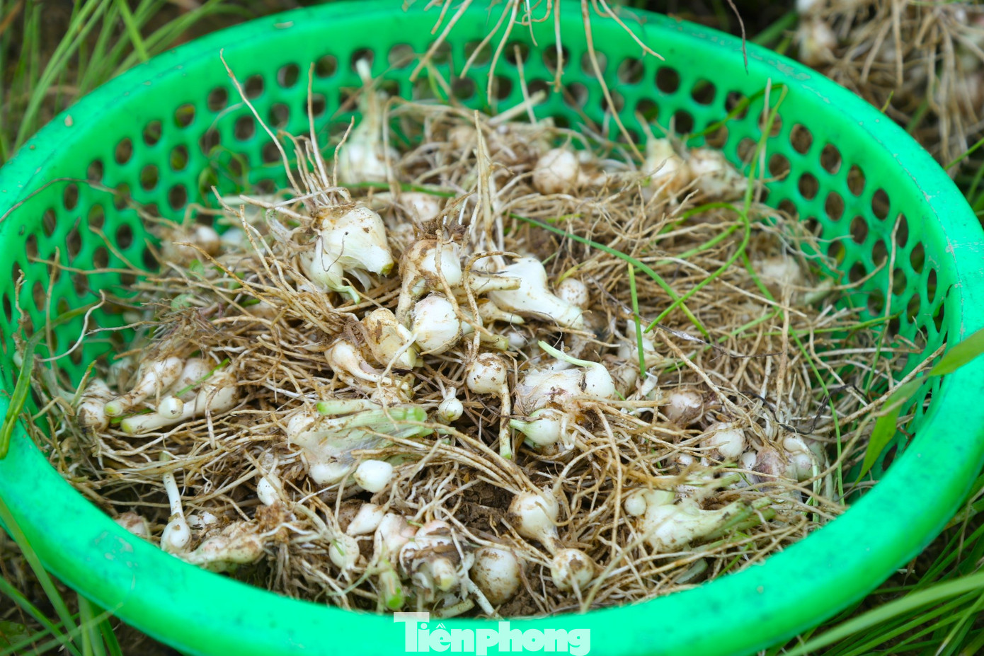 Sau Tết, đỉnh điểm hành tăm được nhập cho thương lái với giá 100.000 đồng/kg, sau đó xuống dần 70.000 đồng/kg và nay đang ở mức 45.000 đồng/kg. Sau Tết, đỉnh điểm hành tăm được nhập cho thương lái với giá 100.000 đồng/kg, sau đó xuống dần 70.000 đồng/kg và nay đang ở mức 45.000 đồng/kg.