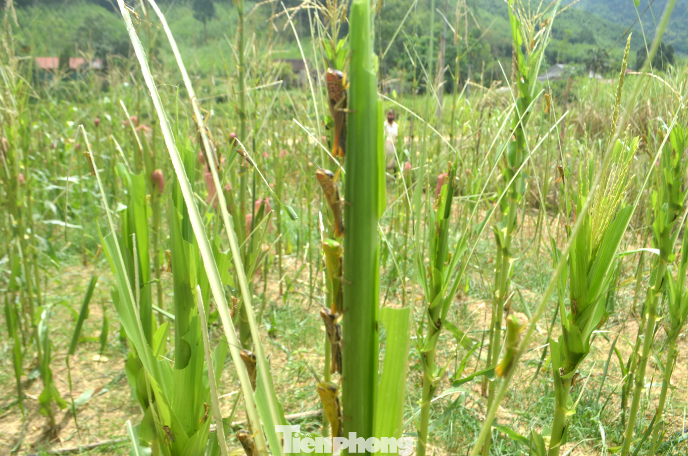 Châu chấu xuất hiện dày đặc trên cây trồng của người dân Châu chấu xuất hiện dày đặc trên cây trồng của người dân