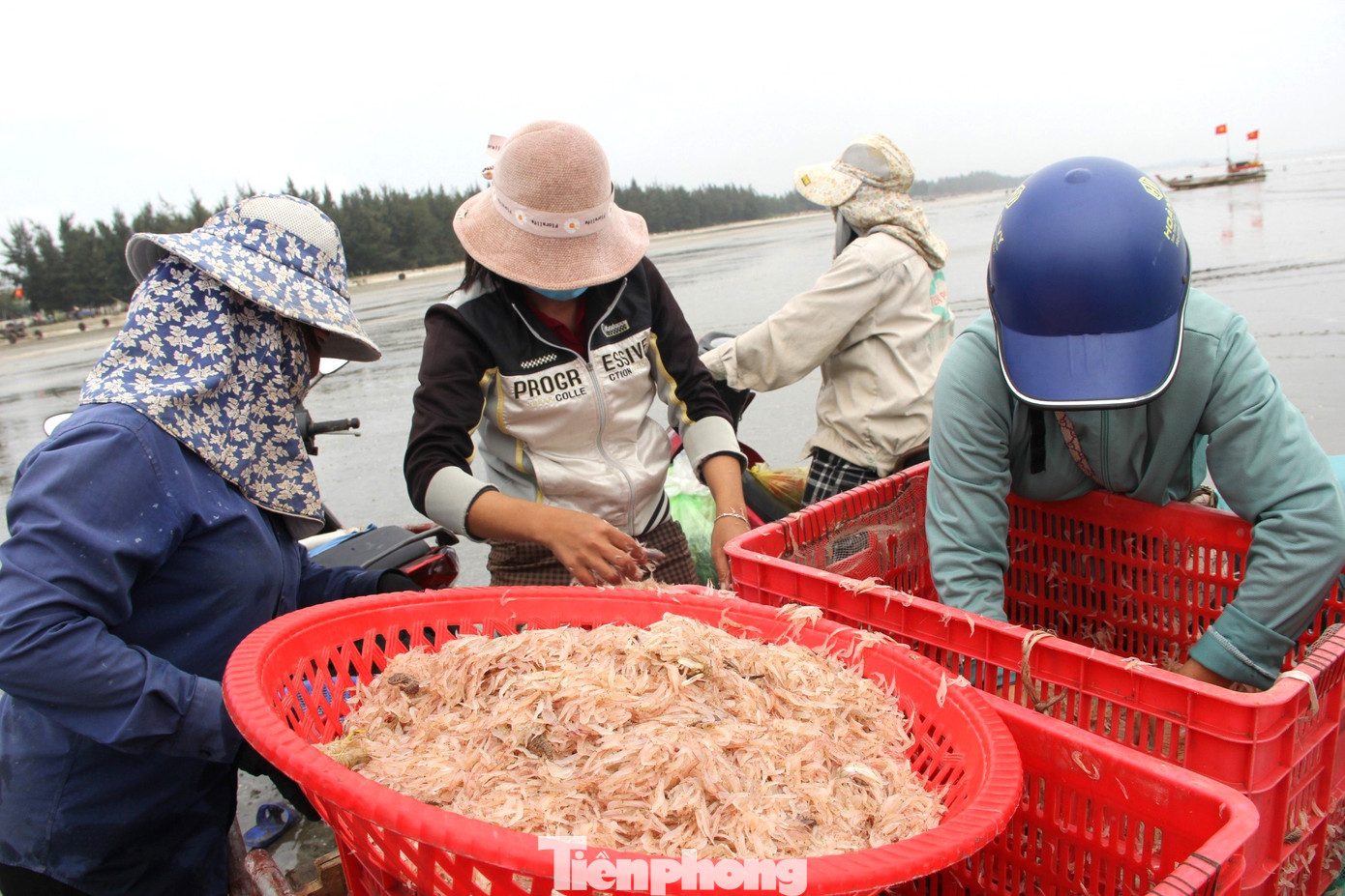Các thương lái thu mua ruốc biển ngay khi vừa cập bờ. Các thương lái thu mua ruốc biển ngay khi vừa cập bờ.