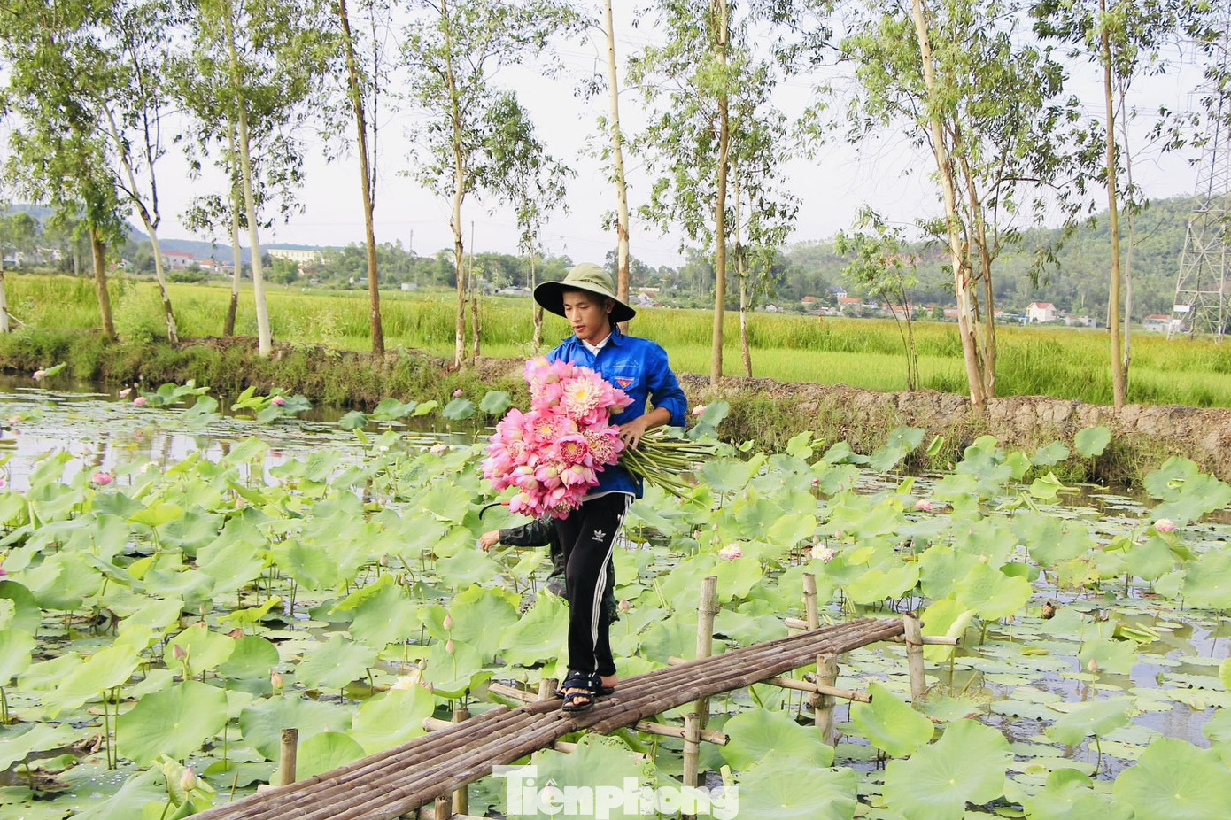 Đầm sen của chàng trai Nguyễn Văn Hòe Đầm sen của chàng trai Nguyễn Văn Hòe