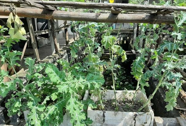 Cây anh túc được phát hiện tại nhà ông Tố. (Ảnh: HV) Cây anh túc được phát hiện tại nhà ông Tố. (Ảnh: HV)