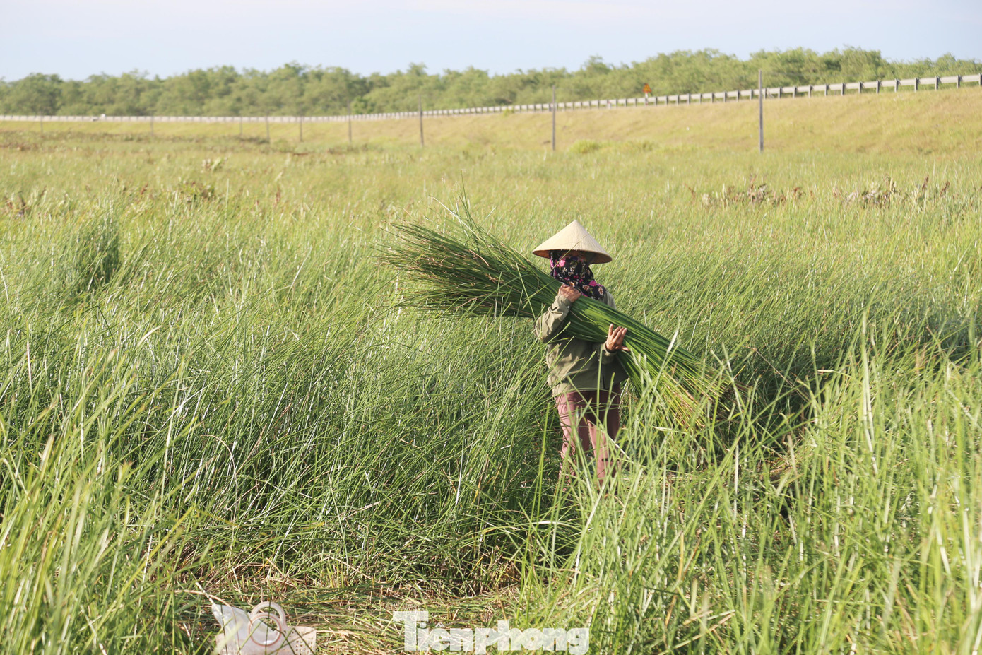 Ông Trần Cao Cường – Chủ tịch UBND xã Hưng Hòa cho biết: “Trên địa bàn xã vẫn còn khoảng 60 ha diện tích đất dành để trồng cói, tuy nhiên phần lớn bà con bỏ hoang. Bây giờ còn rất ít hộ trồng cói. Đây cũng là năm cuối cùng người dân ở đây được nhìn thấy những cánh đồng cói. Vì toàn bộ đất đã được thu hồi để làm dự án, dự kiến năm sau dự án sẽ được triển khai”.