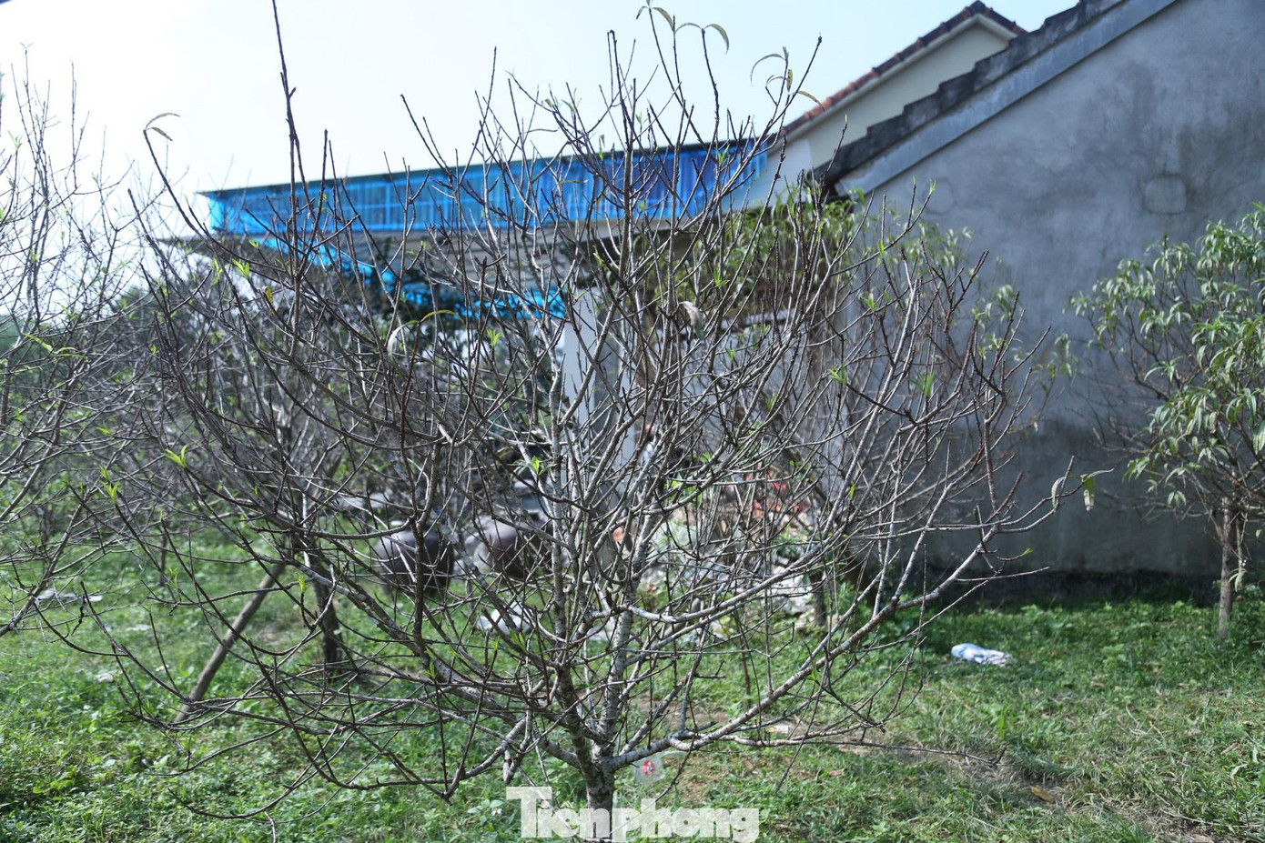 Ông Cao Xuân Toản - Chủ tịch UBND xã Kim Thành cho biết: Toàn xã hiện có hơn 380 hộ trồng đào với quy mô khoảng 29ha, trong đó có nhiều hộ đã mạnh dạn chuyển vườn nhà ra đồng để trồng đào. Việc được công nhận làng nghề giúp người dân phát triển kinh tế, có nguồn thu nhập ổn định từ cây đào phai”.