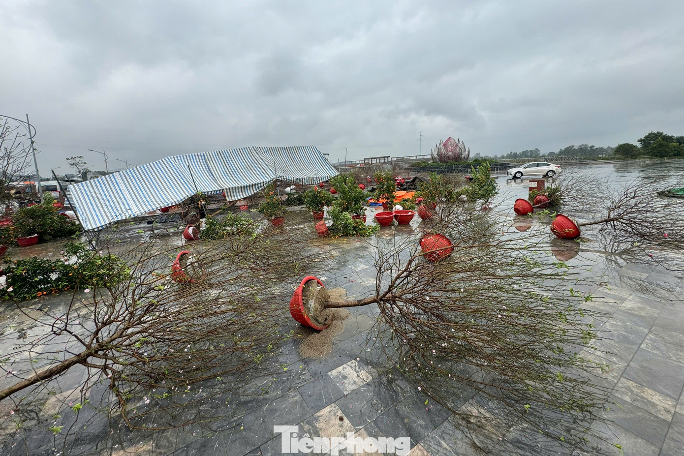 Mưa lớn kèm gió thổi mạnh khiến nhiều đào, quất đổ rạp, hư hỏng.