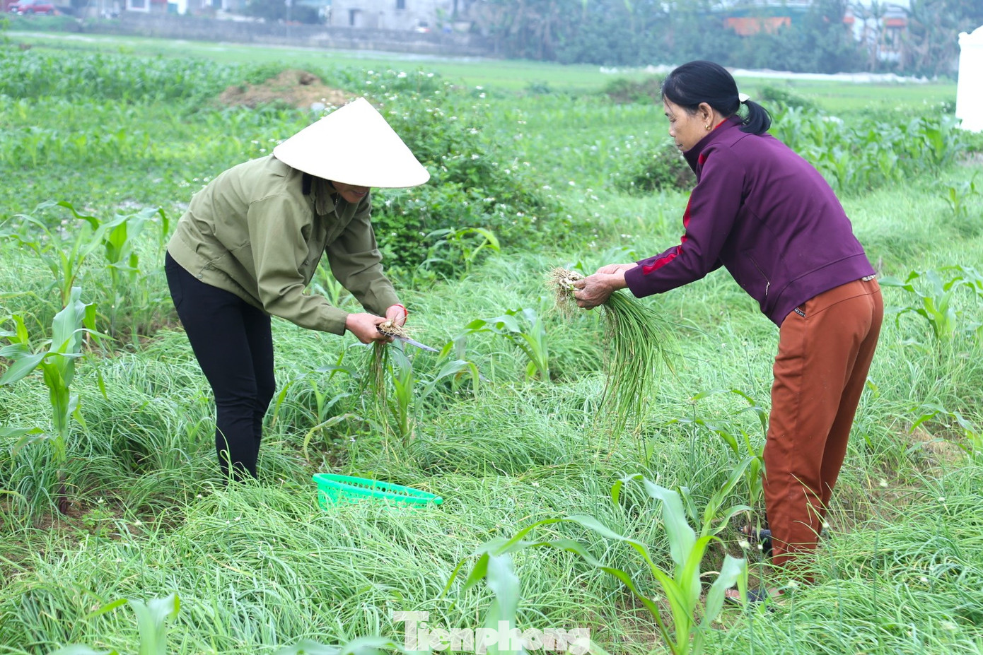 Năm ngoái, hành vừa xuống giống, gặp mưa bão bị trôi hết nên vụ này gia đình chị Nguyễn Thị Hà (SN 1981) chỉ làm hơn 1 sào. Diện tích ít nhưng bù lại, hành cho củ to, đều đẹp nên bán cũng được giá cao hơn. Cả vụ bán hết đợt này cũng được vài chục triệu đồng. Năm ngoái, hành vừa xuống giống, gặp mưa bão bị trôi hết nên vụ này gia đình chị Nguyễn Thị Hà (SN 1981) chỉ làm hơn 1 sào. Diện tích ít nhưng bù lại, hành cho củ to, đều đẹp nên bán cũng được giá cao hơn. Cả vụ bán hết đợt này cũng được vài chục triệu đồng.