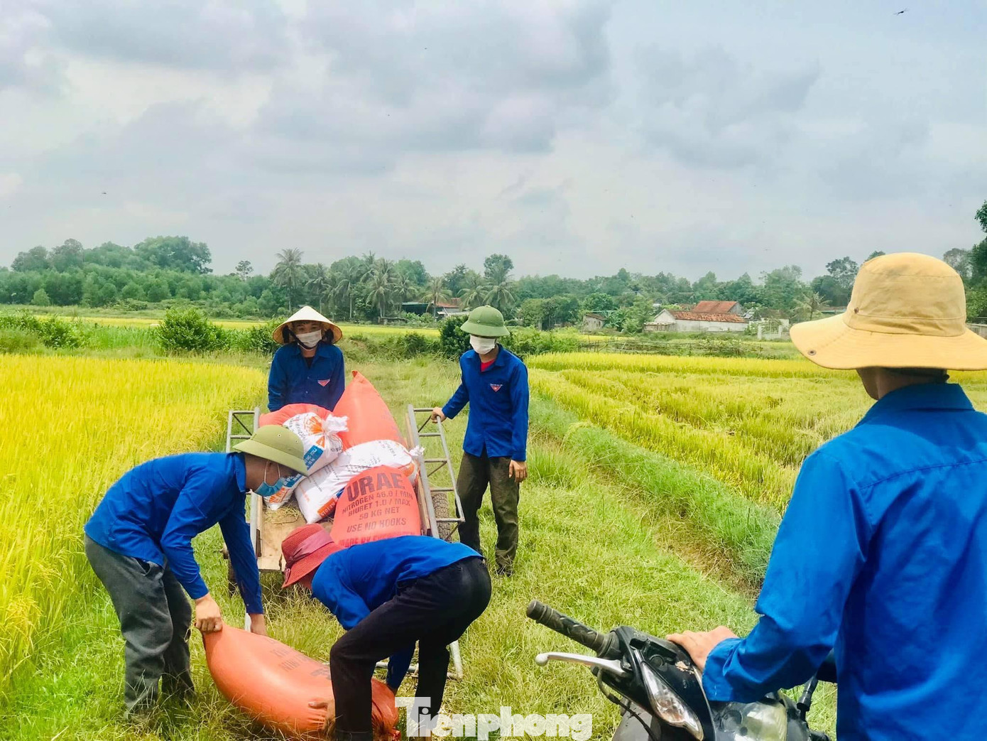 Sau khi gặt lúa xong, ĐVTN sẽ hỗ trợ vận chuyển về tận nhà dân.