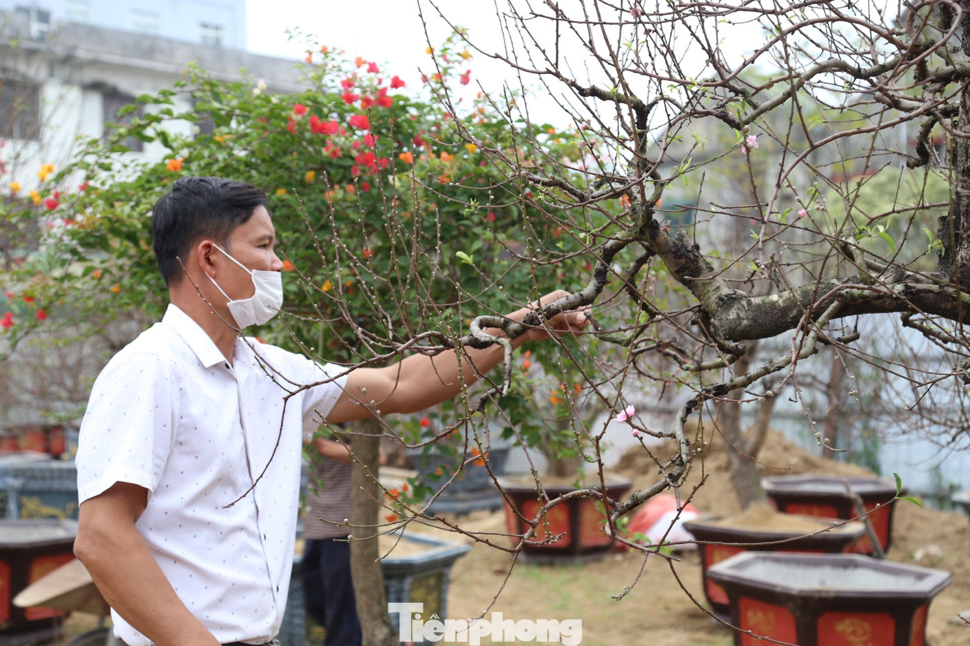 Anh Trần Văn Nhàn, chủ vườn đào cho biết, năm nay do ảnh hưởng của dịch COVID-19 nên sức mua giảm nhiều so với năm trước. Nhà vườn cũng đã giảm số lượng cây bằng một nửa năm ngoái, tập trung vào chất lượng.