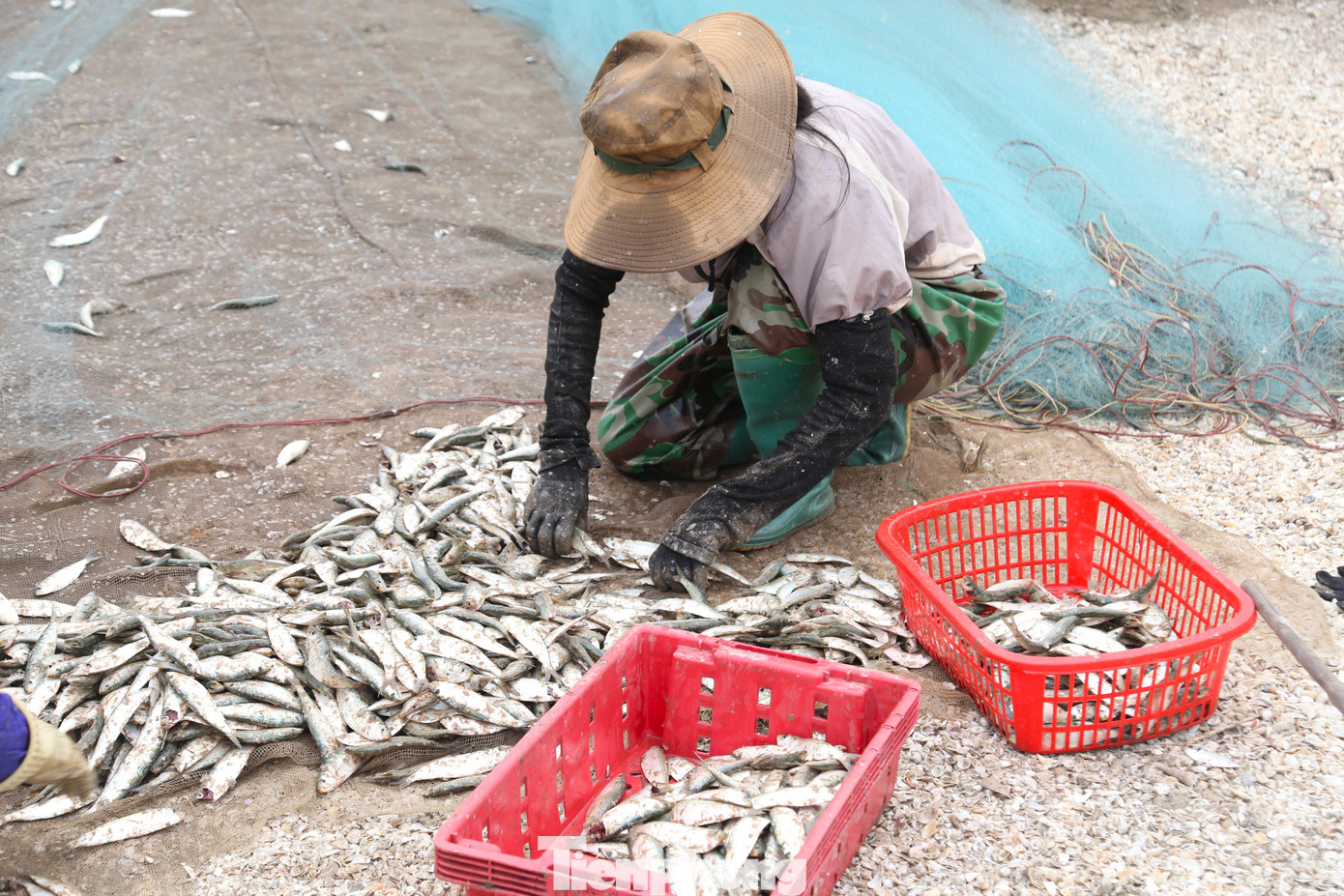 Khi bè mảng cập bờ, ngư dân nhanh tay thu gỡ, phân loại cá và bán cho tiểu thương ngay tại bến bãi.