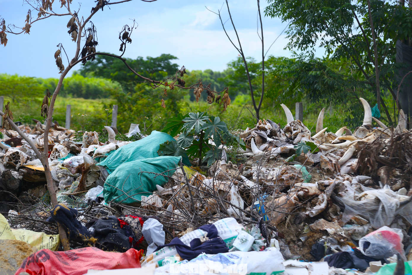 Theo ghi nhận, đầu trâu, bò và những phế phẩm sau khi giết mổ bị vứt bỏ bừa bãi tại đây với mức độ phân hủy khác nhau. Có những bộ phận, đã phân hủy hết chỉ còn lại ít da và 2 chiếc sừng.