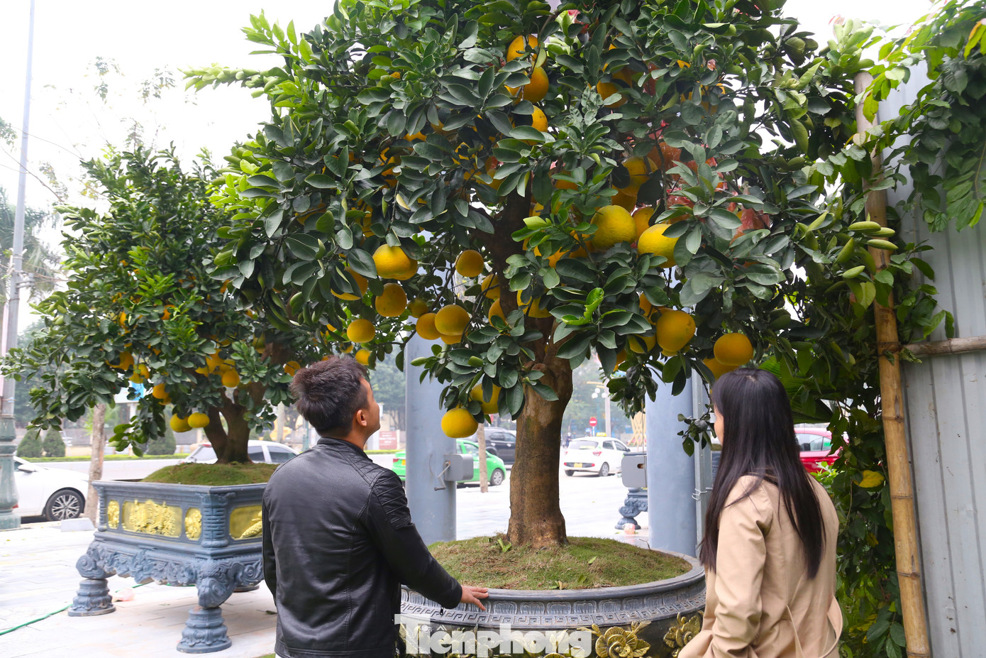 Bưởi chăm sóc khá dễ, khi chín quả có mùi thơm, có thể chơi đến tháng 4 năm sau.