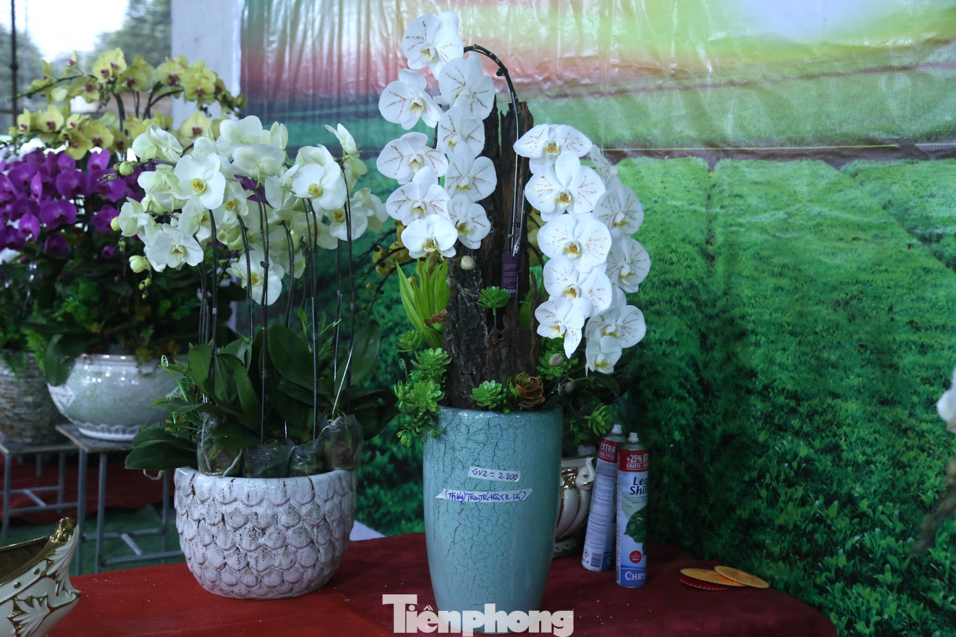 Nổi bật trong số đó là những lọ hoa lan dát vàng. Loại hoa lan được dát vàng là lan hồ điệp cánh trắng. Những cành lan được chọn để dát vàng phải để hoa nở hết, sau đó người thợ lành nghề sẽ đính những lớp vàng 18k chạy từ tâm của bông hoa ra cánh.