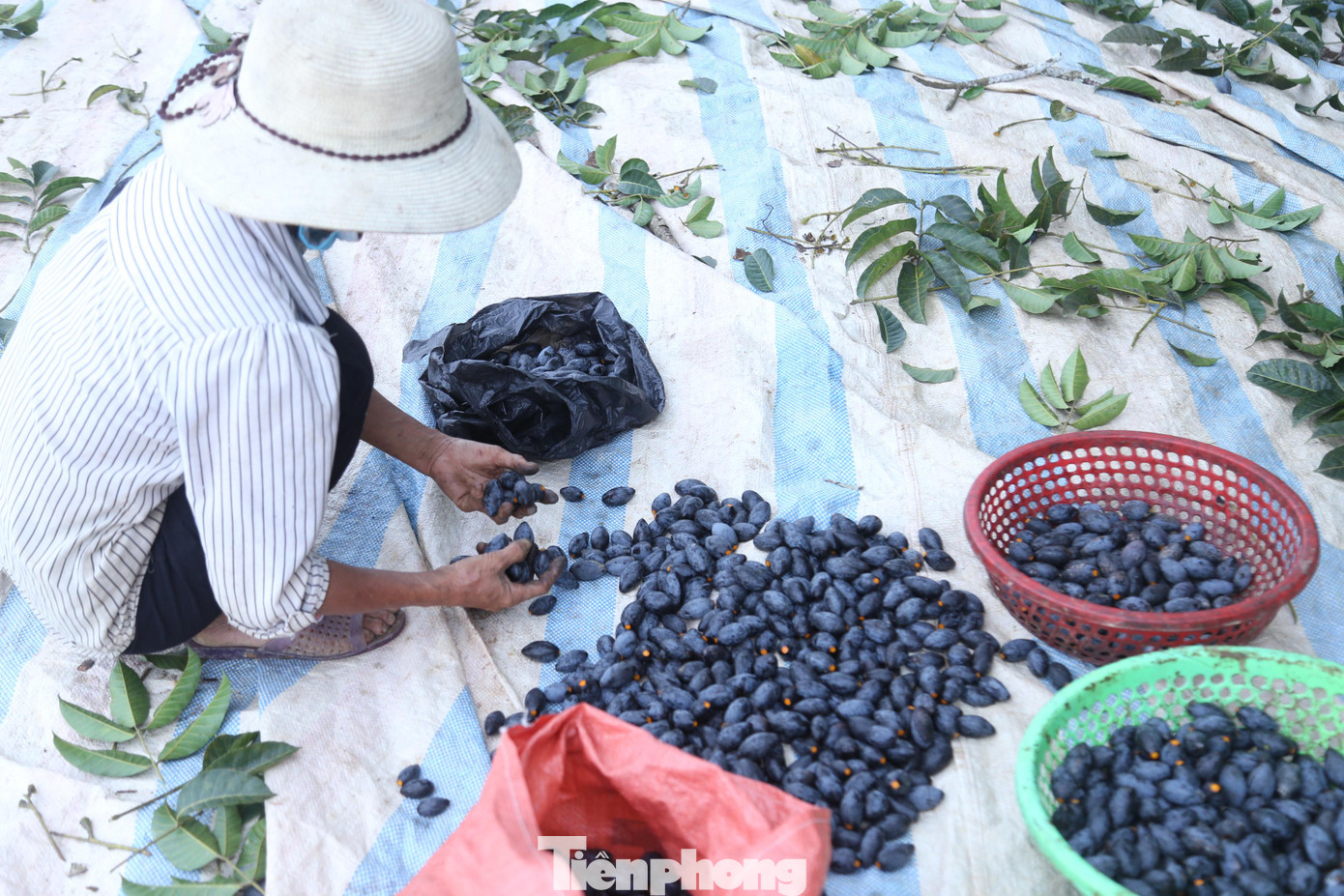 Thời gian gần đây, trám đen trở thành đặc sản, là loại thực phẩm sạch, ngon, được nhiều người ưa chuộng, giúp người dân có thêm nguồn thu nhập khá. Sau khi thu hoạch, trám đen thường được lựa chọn, loại những quả mới chín tới, quả sâu.