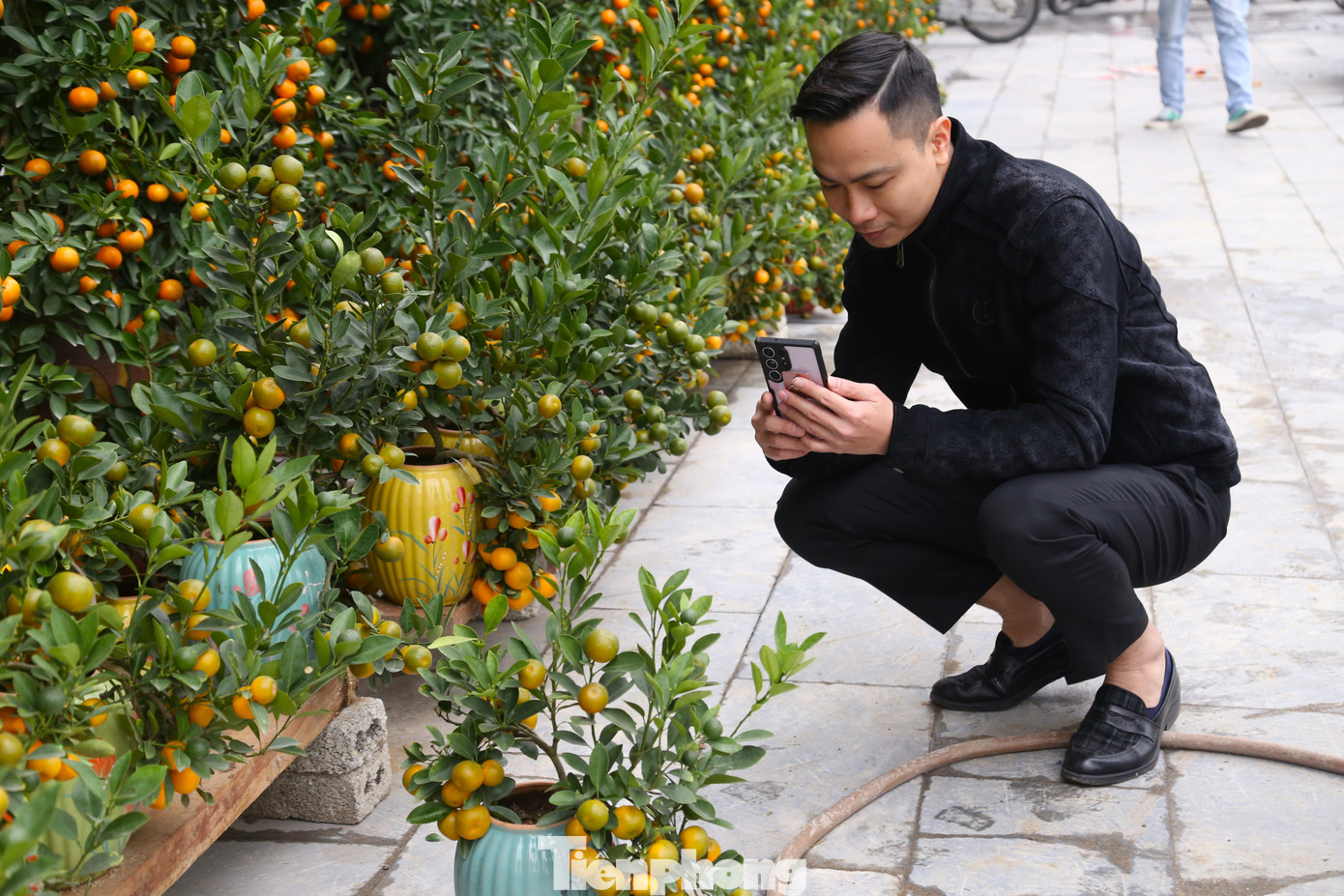 Quất mini có thể chơi 2 - 3 tháng mà không sợ rụng, hỏng
