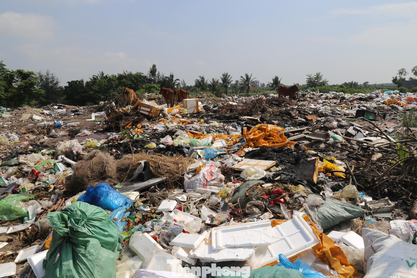 Nằm trên hành lang đê sông Bùng là bãi rác xã Diễn Ngọc. Theo phản ánh, mỗi khi đi trên đường đê để ra quốc lộ 1A, người đi đường rất khó chịu bởi mùi hôi thối từ bãi rác được tập kết nằm ngay bên cạnh đê. Có thời điểm, rác thải quá tải “án ngữ” cả đường đi.