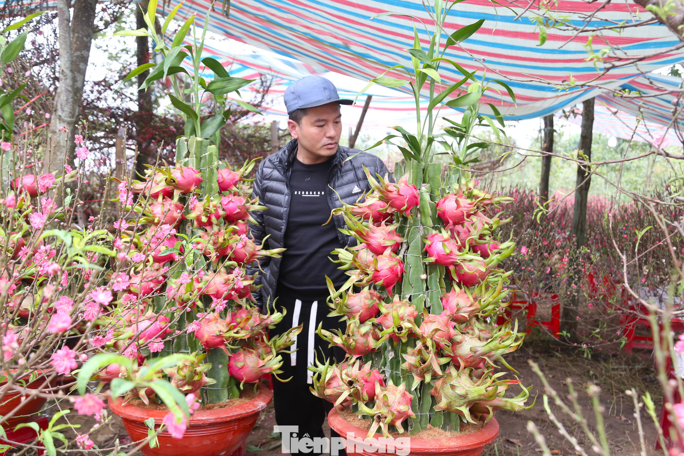 Sau khi đi một vòng chợ hoa, anh Nguyễn Xuân Thủy (trú ở TP Vinh) ghé vườn thanh long ngắm nghía. “Thanh long uốn rồng này trông khá lạ, độc, giá cũng phải chăng nên tôi chọn mua một chậu về nhà trang trí Tết”, anh Thủy cho hay.