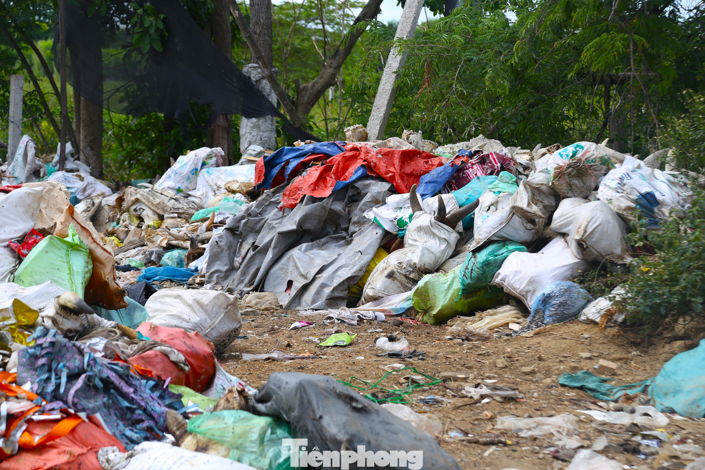 Trong khi đó, một lãnh đạo UBND phường Nghi Phú cho hay, lợi dụng thời điểm địa phương tập trung cho việc sắp xếp đơn vị hành chính nên các đối tượng đổ trộm phế phẩm. Hiện đơn vị đang xác minh thêm thông tin để có phương án xử lý.