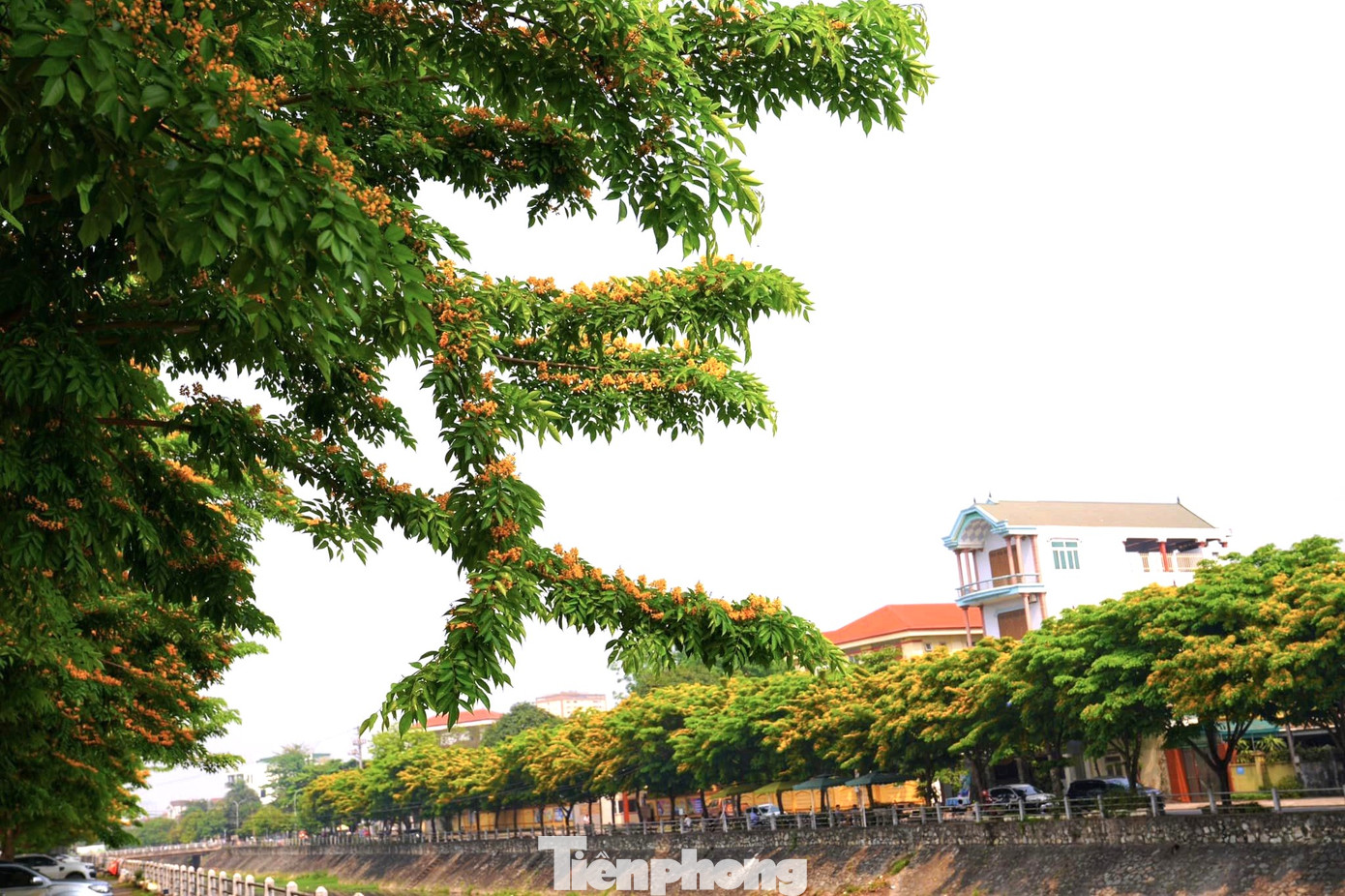 Dòng kênh Bắc trở nên thơ mộng hơn bao giờ hết bởi hàng cây xanh mướt điểm xuyết những chùm hoa vàng nổi bật.