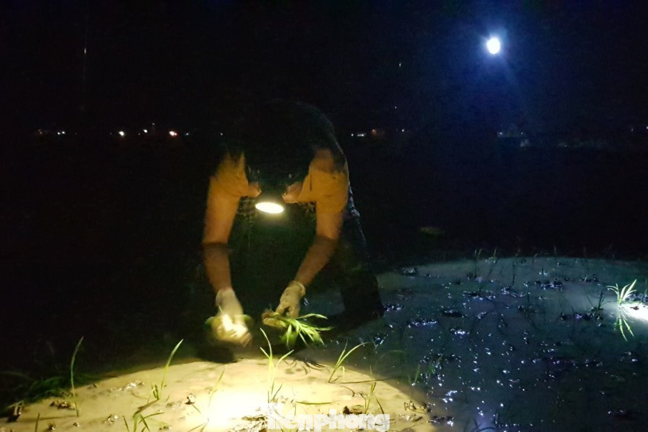 Trong bóng tối, những chiếc đèn pin soi sáng một khoảng ruộng đủ để người nông dân nhìn rõ lối, cấy lúa thẳng hàng.
