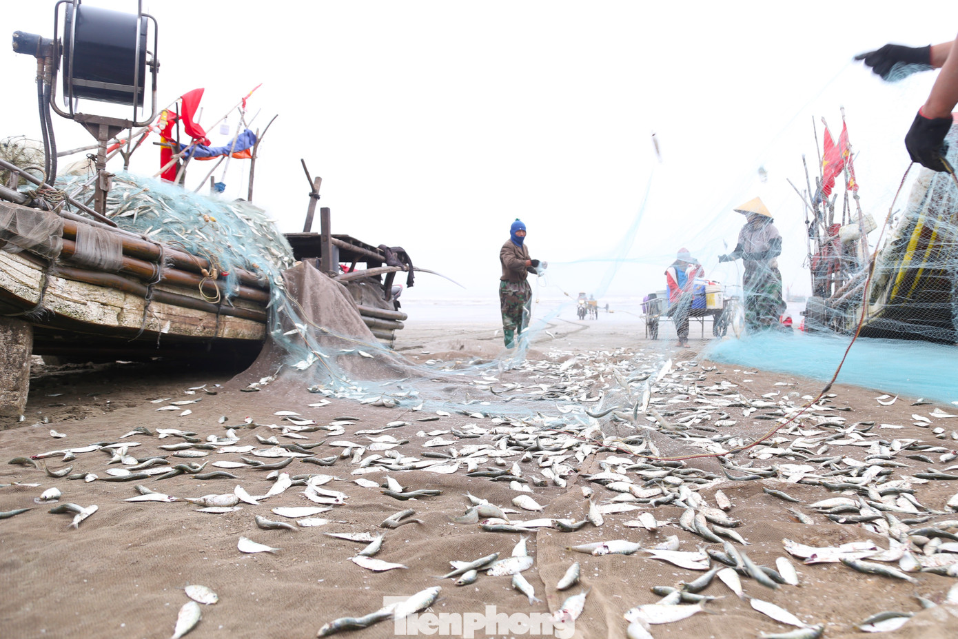 Trở về với tấm lưới nặng trĩu cá trích, ngư dân Nguyễn Văn Phúc (trú ở xã Diễn Kim, huyện Diễn Châu) cho hay: “Nghề đánh bắt cá trích không cần đầu tư quá nhiều, chỉ cần có sức khỏe, chịu khó. Chuyến này tôi được 3 tạ cá trích tươi. Với giá bán 22.000 đồng/kg, sau khi trừ chi phí, thu về 3 triệu đồng”.