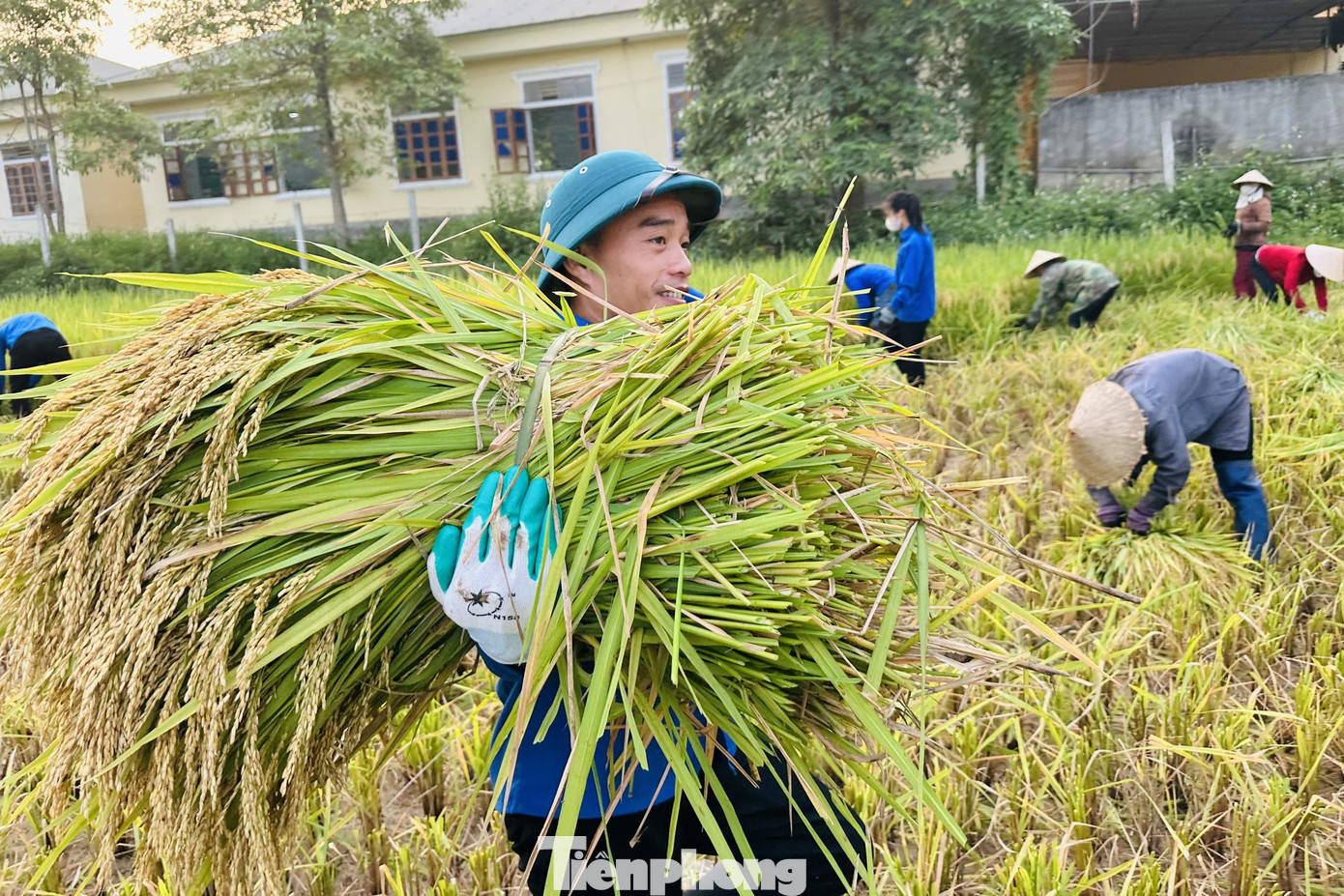 Lúa sau khi gặt sẽ được gom lại thành từng bó để mang về nhà.