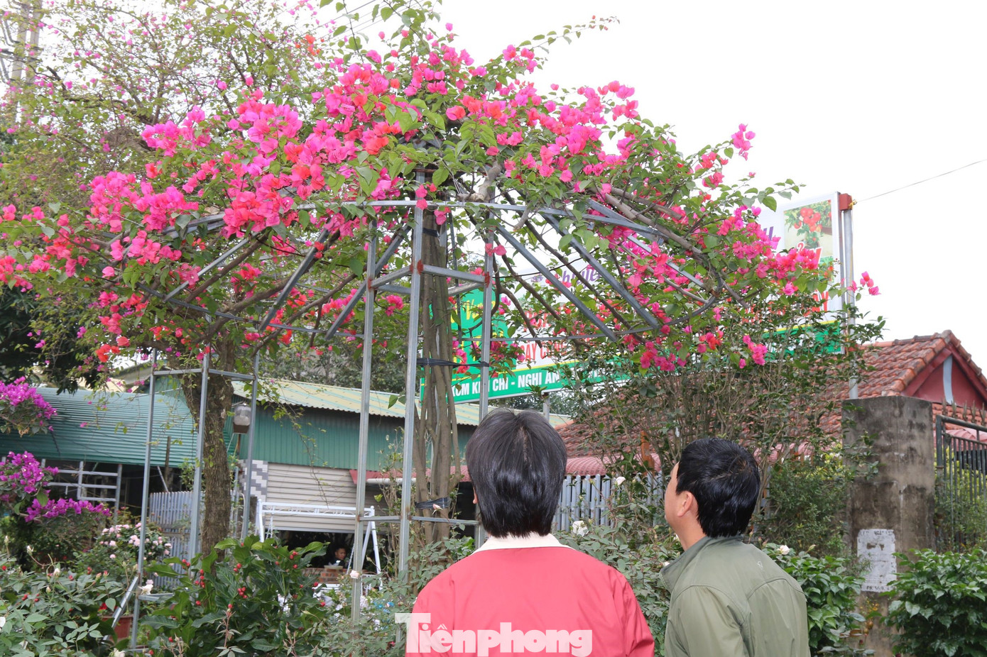 Chọn mua những chậu hoa giấy rực rỡ về trưng bày trong nhà vào dịp Tết, anh Phạm Hữu Dũng (trú phường Hưng Phúc, TP Vinh) bày tỏ: “Hoa giấy dễ trồng, chịu nắng rất tốt, càng nắng, hoa càng rực rỡ. Sau Tết cũng có thể giữ chơi quanh năm mà không cần quá bận tâm với việc chăm sóc. Tôi chọn mua một chậu hoa ngũ sắc, hy vọng mọi sự được may mắn, hanh thông trong năm 2024”.