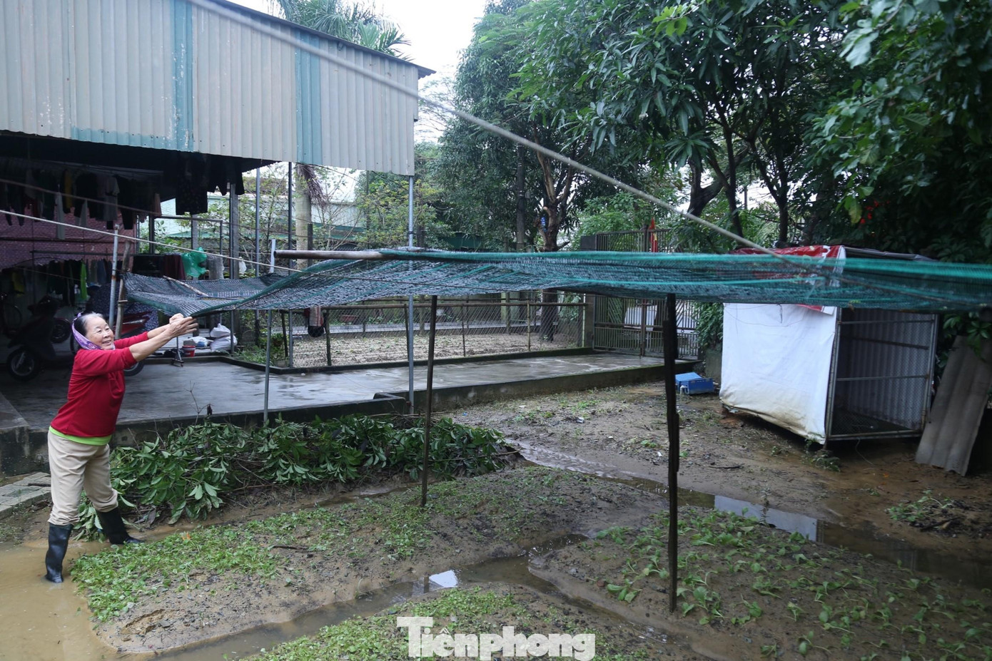 Mặc dù đã chủ động căng lưới ‘dã chiến’ để che chắn, nhưng do mưa xối xả, kéo dài liên tục, nhiều nhà màng ở xã Hưng Đông lưới bị đánh bạt, rau ngập úng và dập nát.