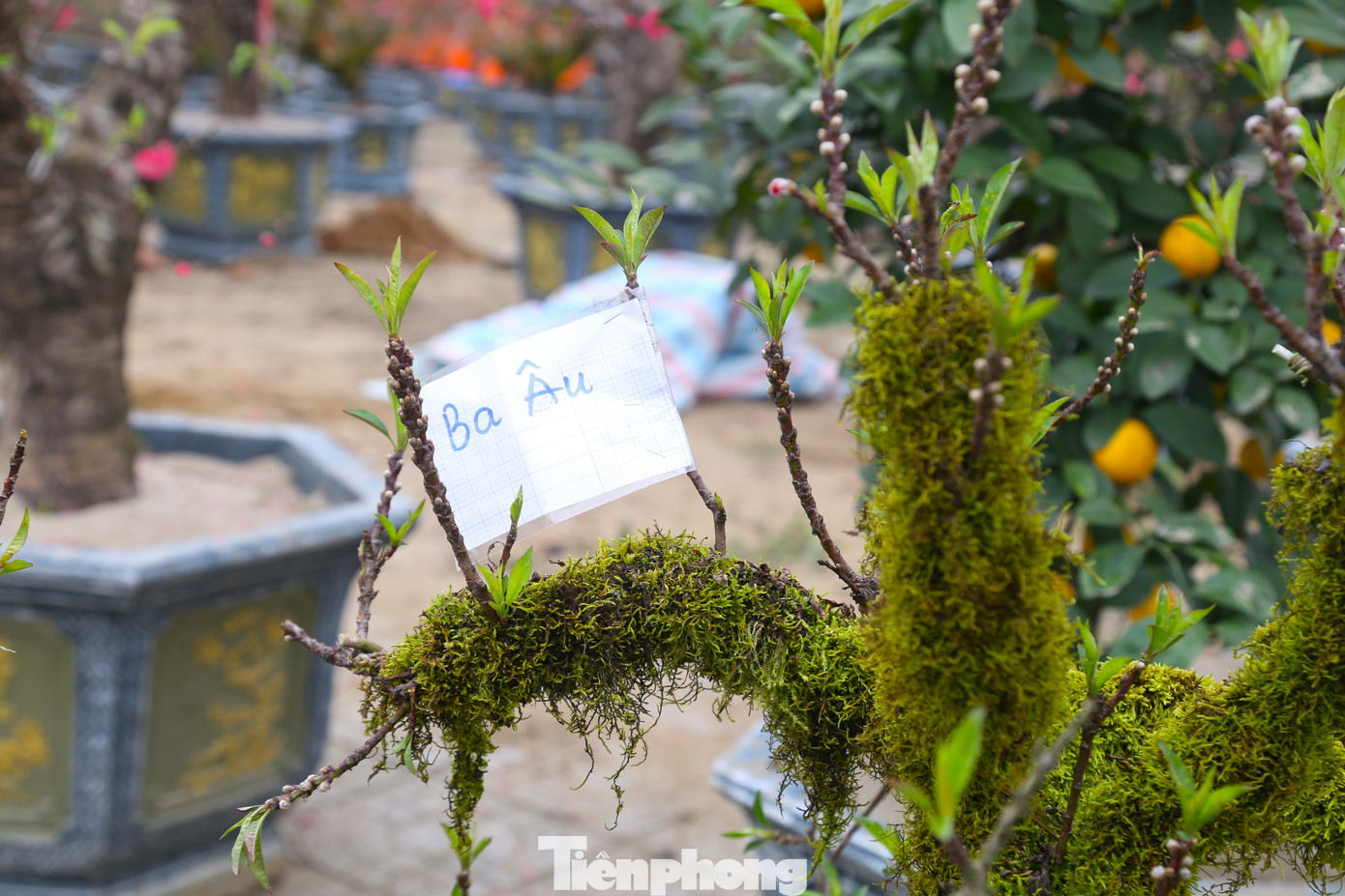 Những gốc đào Thất Thốn phủ rêu xanh có giá hàng chục triệu đồng thường đã có khách đặt hàng từ trước.