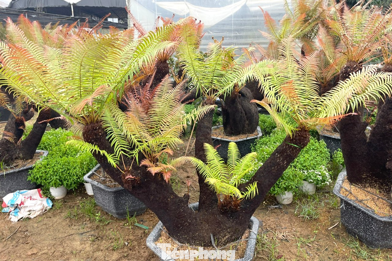 Những năm gần đây, cây dương xỉ được nhiều người lựa chọn để trang trí sân vườn, tiểu cảnh. Trong đó, dương xỉ cổ đại được nhiều người lựa chọn, nhất là các gia đình có không gian rộng, trang trí theo phong cách nhiệt đới.