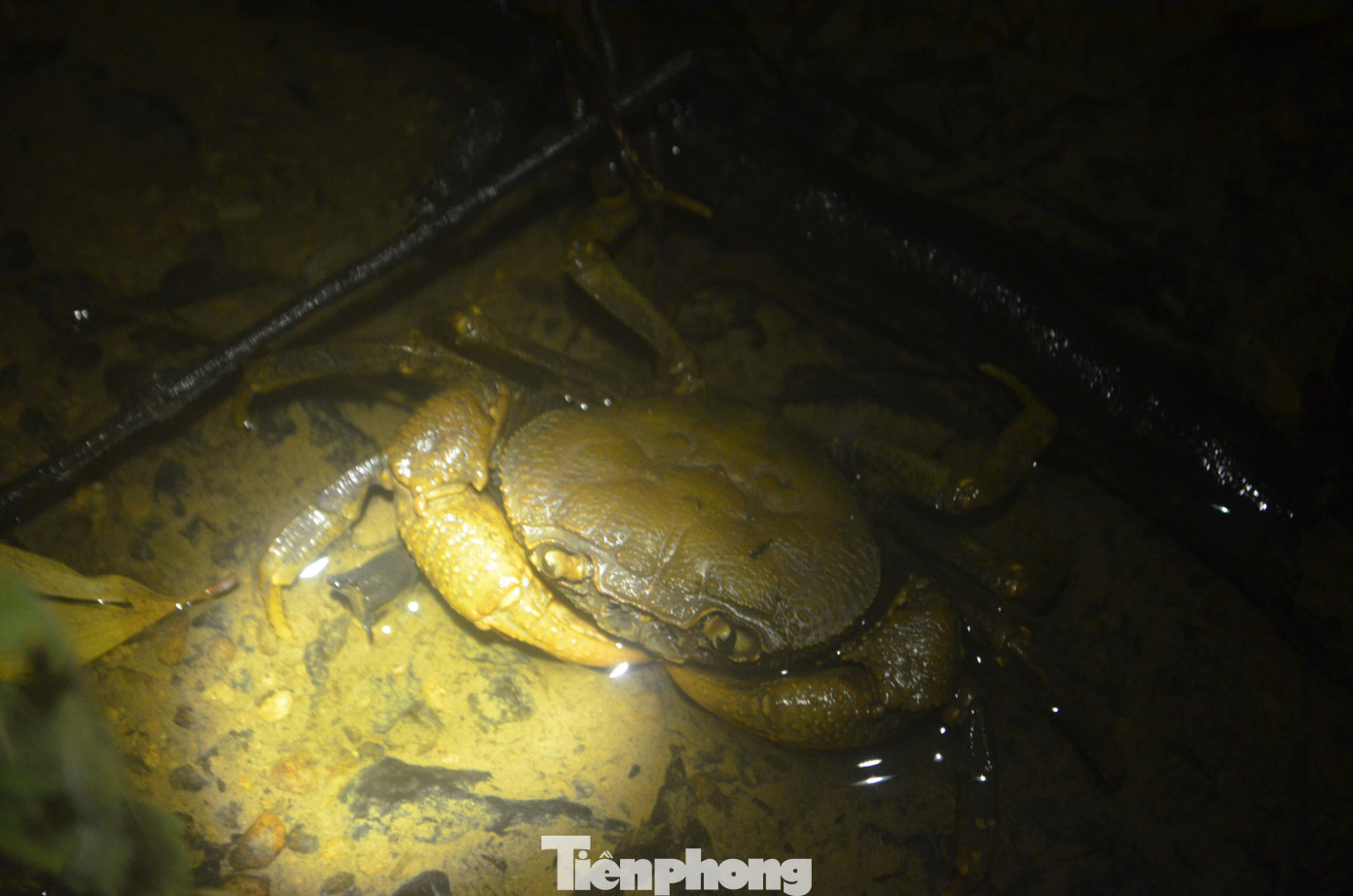 Một con cua đá lớn ra khỏi hang tìm thức ăn.