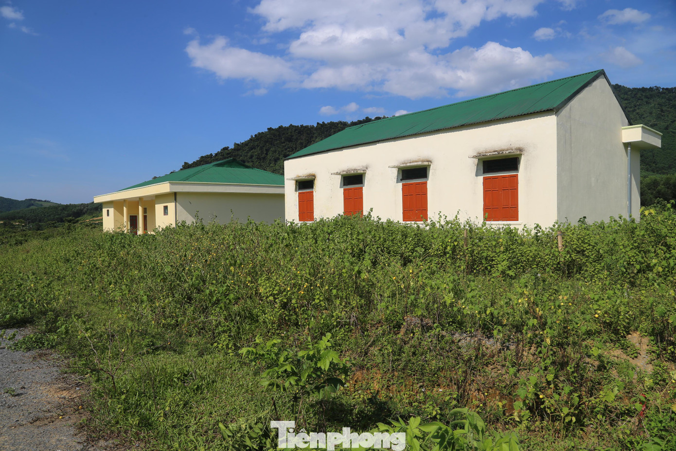 Cây cối, cỏ dại mọc um tùm