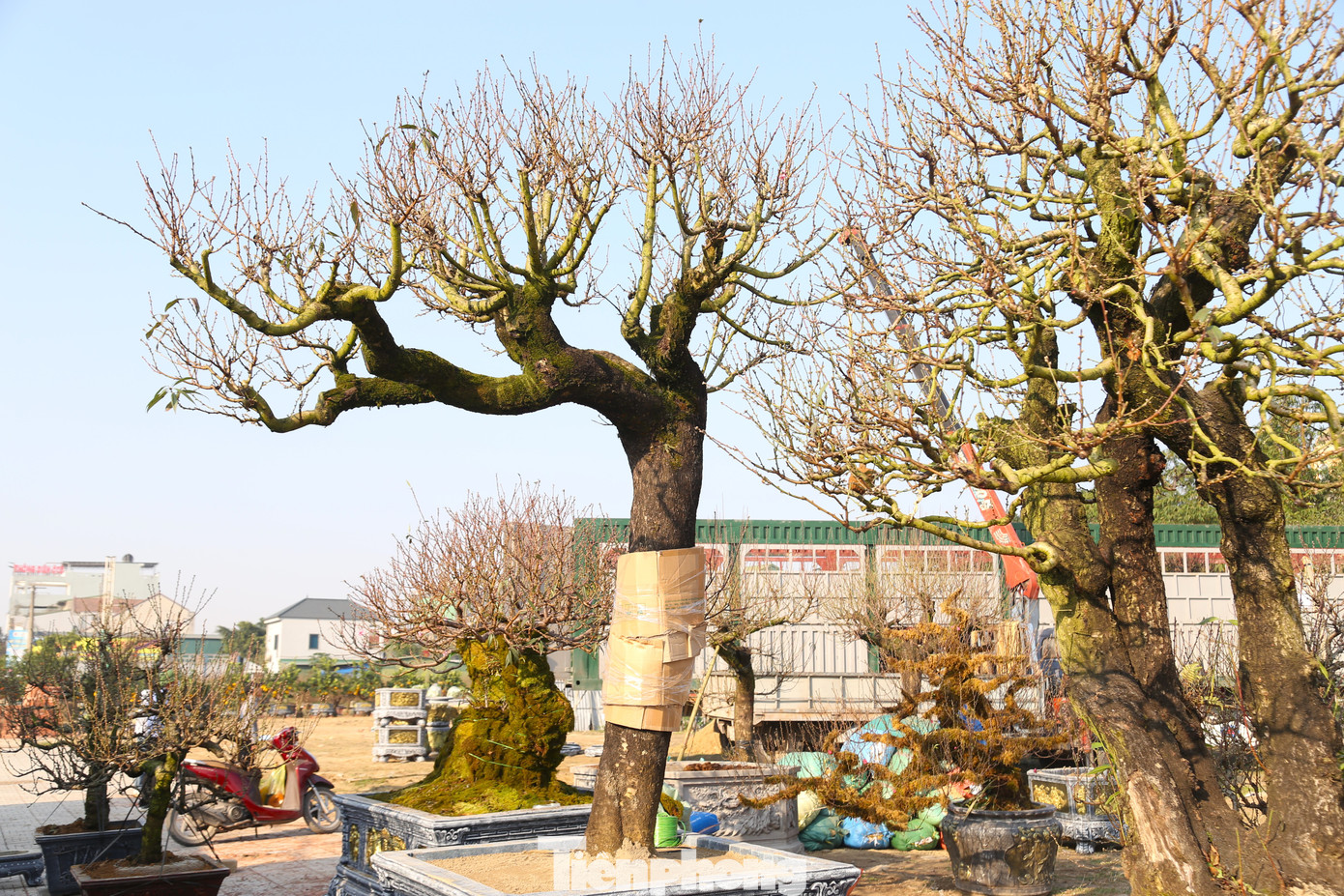 Do có giá trị cao, nên đào cổ thụ được bọc kỹ càng trước khi vận chuyển.