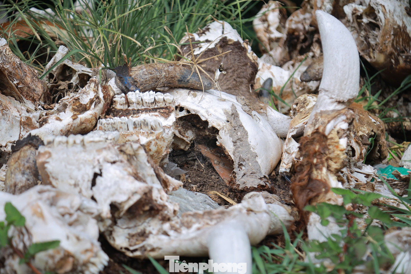 Những chiếc đầu trâu, bò còn trơ lại sau khi phân hủy.