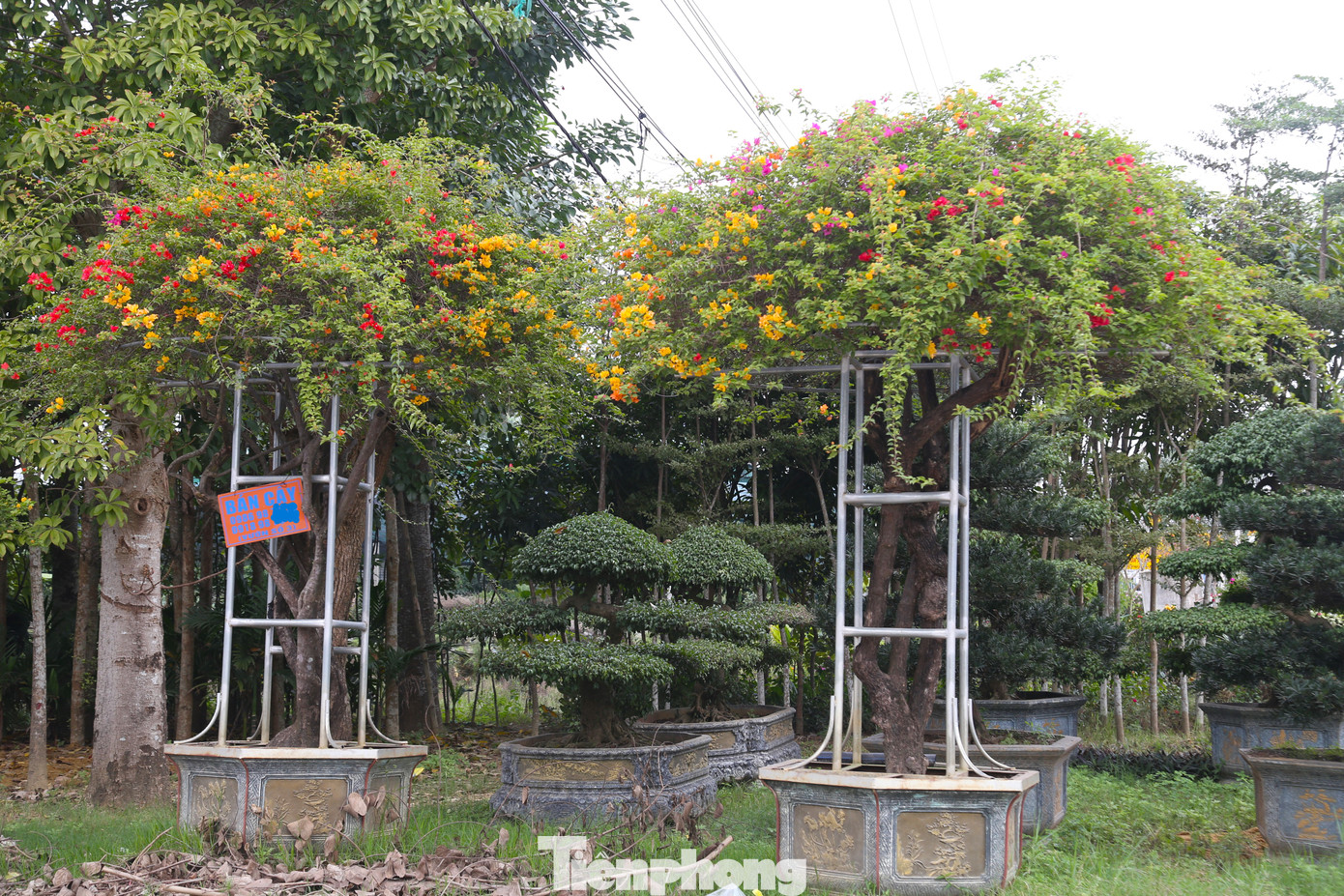 Theo một số chủ vườn hoa, cây cảnh, thông thường để định hình được cây hoa giấy phủ lên khung sắt phải mất từ 3-4 năm. Những giàn hoa giấy này thường chỉ phục vụ cho dân “nhà giàu” mua về đặt tại các công ty, biệt thự, khu du lịch…