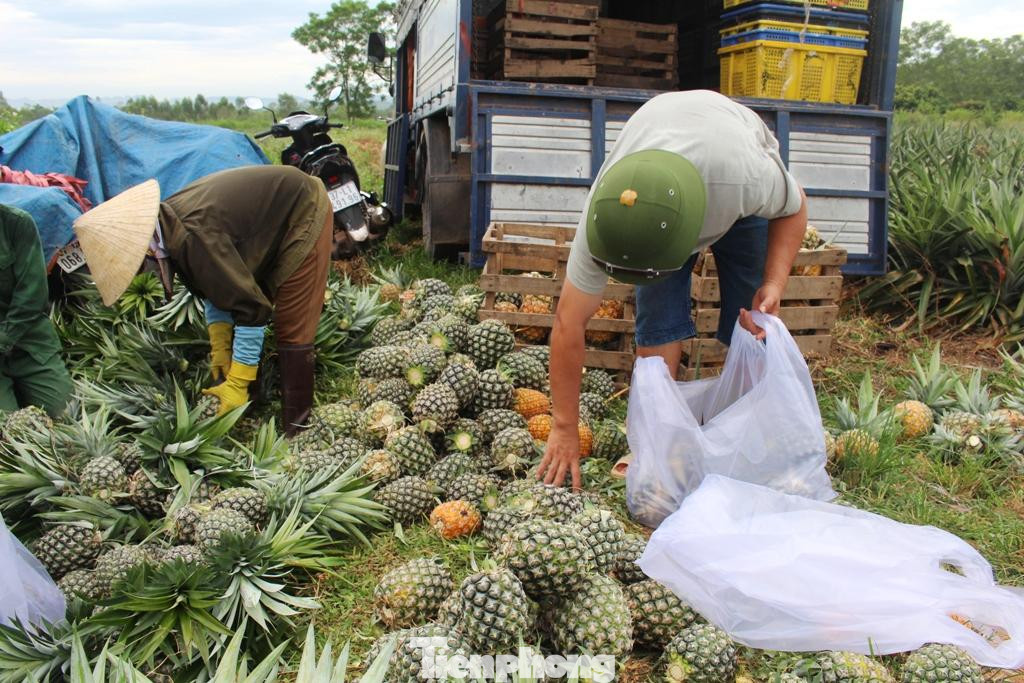 Giá dứa rớt thê thảm khiến người dân đứng ngồi không yên