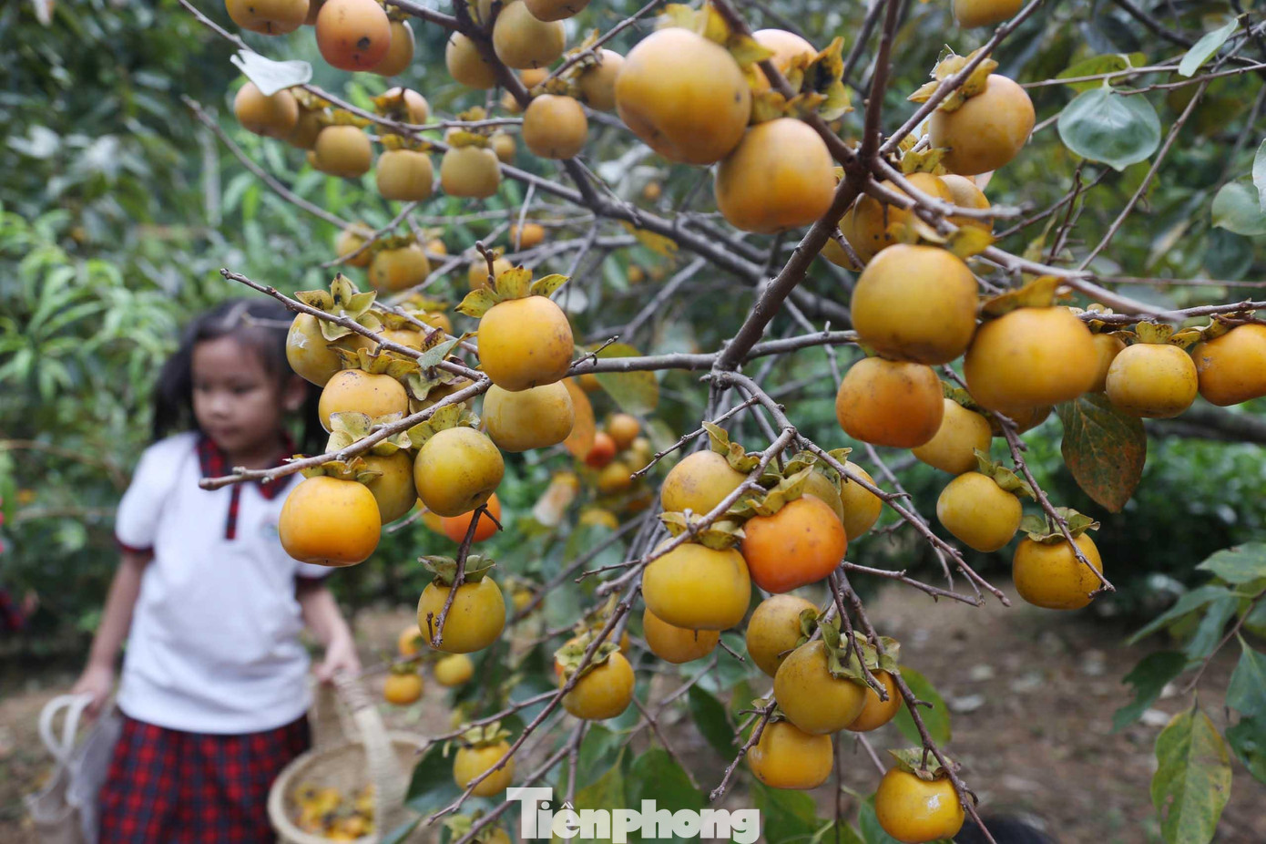 Những cành hồng sum suê trái