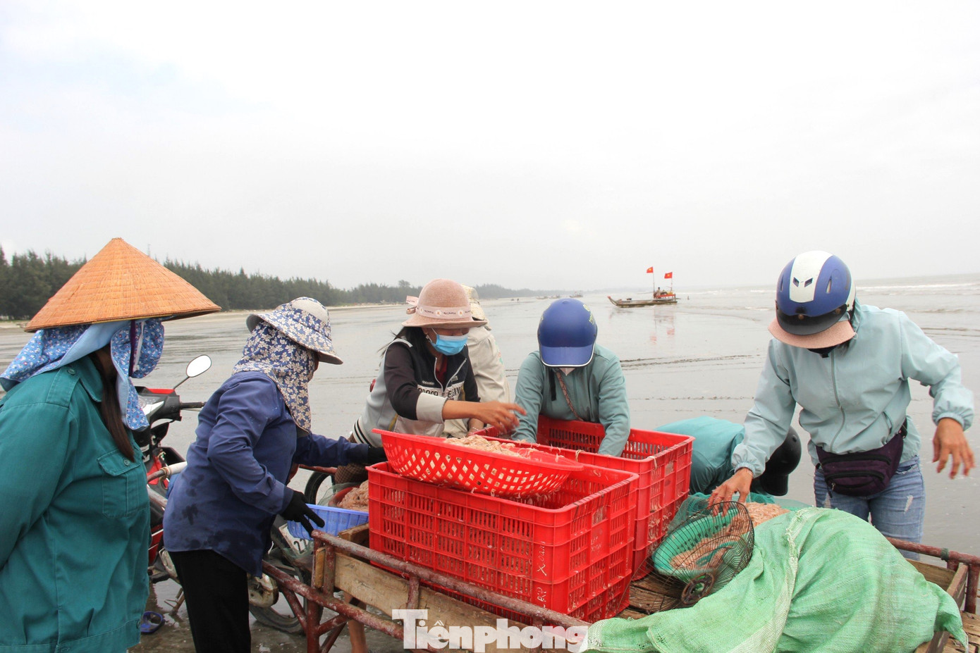 “Số ruốc này, tôi sẽ bán một phần cho thương lái, phần còn lại đem phơi khô để bán. Ruốc tươi bán tại chỗ giá từ 20.000-25.000 đồng/kg. Còn nếu phơi khô sẽ bán được giá cao hơn, dao động từ 60.000-70.000 đồng/kg”, anh Long chia sẻ. “Số ruốc này, tôi sẽ bán một phần cho thương lái, phần còn lại đem phơi khô để bán. Ruốc tươi bán tại chỗ giá từ 20.000-25.000 đồng/kg. Còn nếu phơi khô sẽ bán được giá cao hơn, dao động từ 60.000-70.000 đồng/kg”, anh Long chia sẻ.
