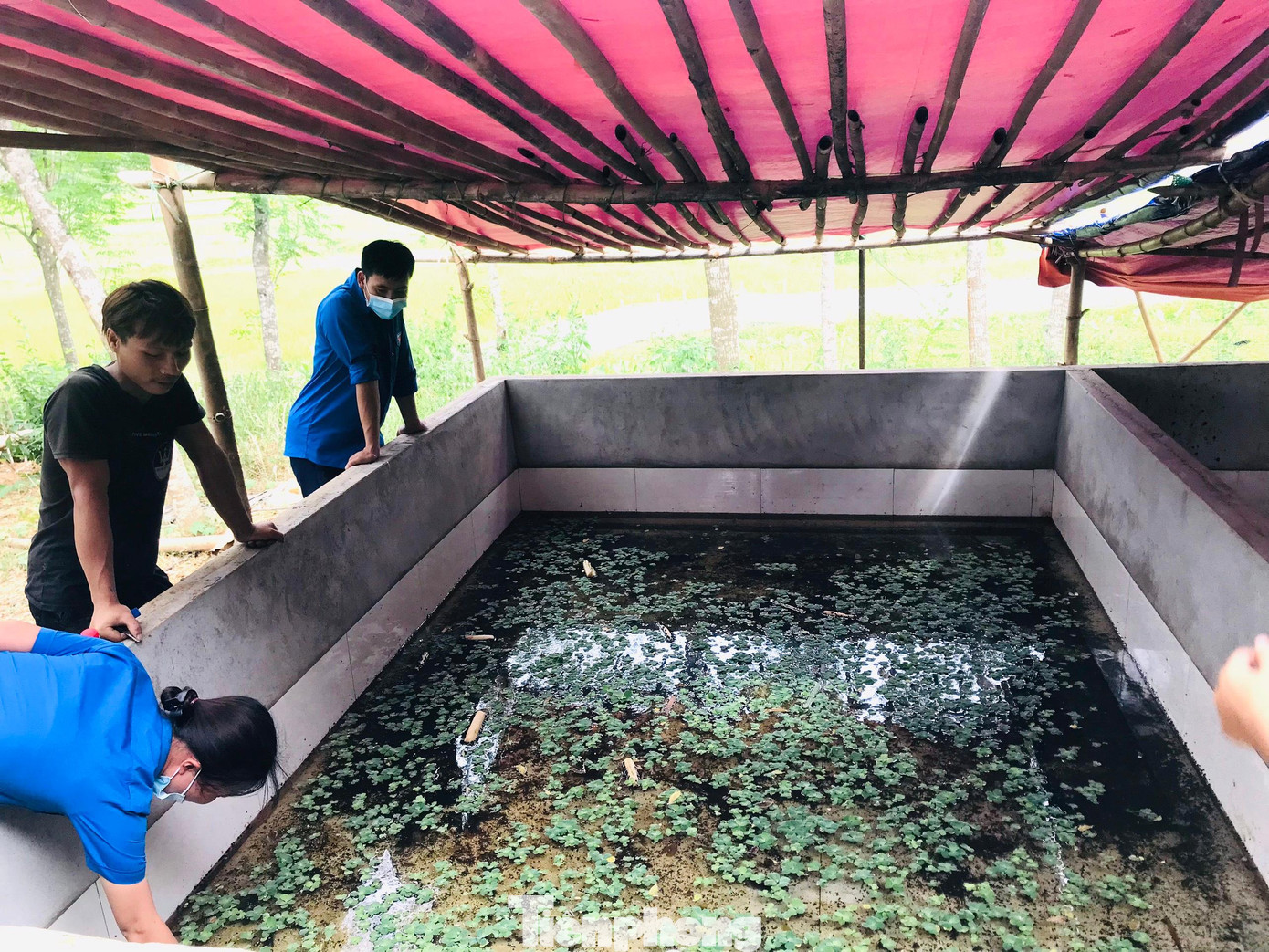 Hồ nuôi ốc giống của Trương Văn Giang