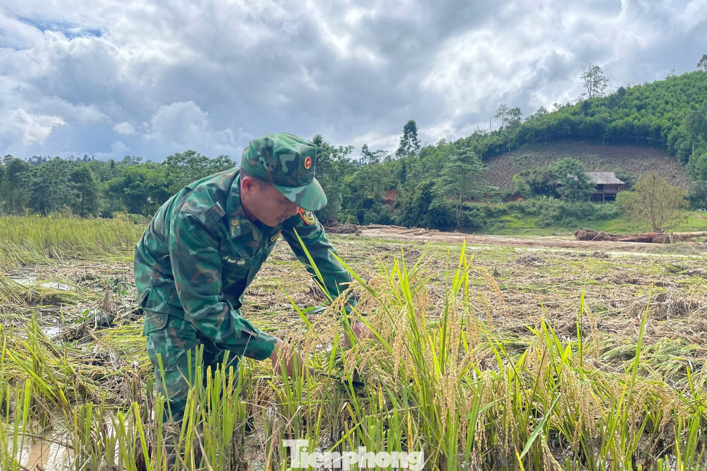 Cán bộ, chiến sĩ Đồn Biên phòng Hạnh Dịch giúp người dân thu hoạch diện tích lúa còn lại sau lũ quét.