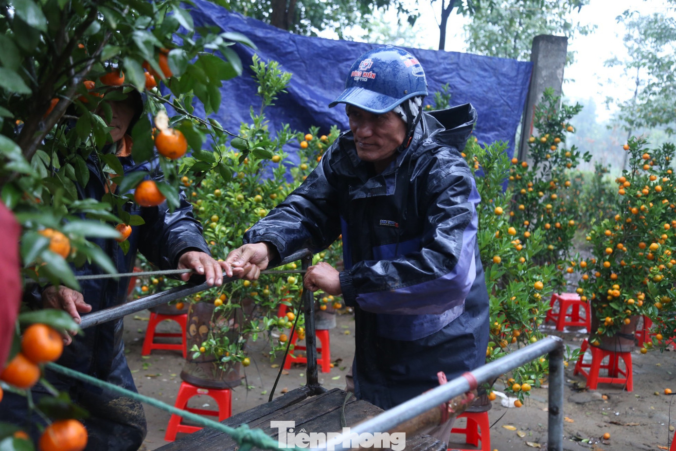 Tại chợ bán đào, quất, bưởi Tết đều có sẵn những người nhận chở hàng thời vụ.