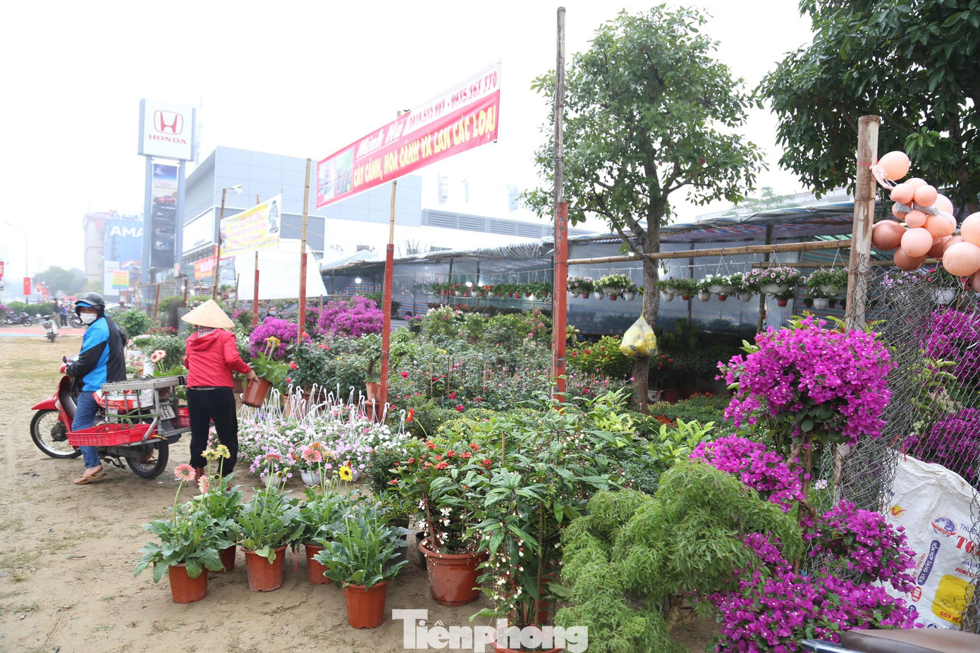 Những ngày cuối tháng 12/2021, nhiều chủ sạp hoa đã về dọc 2 bên tuyến đường Đại lộ Lê Nin, rục rịch làm mặt bằng, dựng khung, căng phông bạt để bày bán hoa Tết, tạo thành phố hoa kéo dài hai bên đường đẹp mắt, thu hút nhiều người đến mua và ngắm hoa.