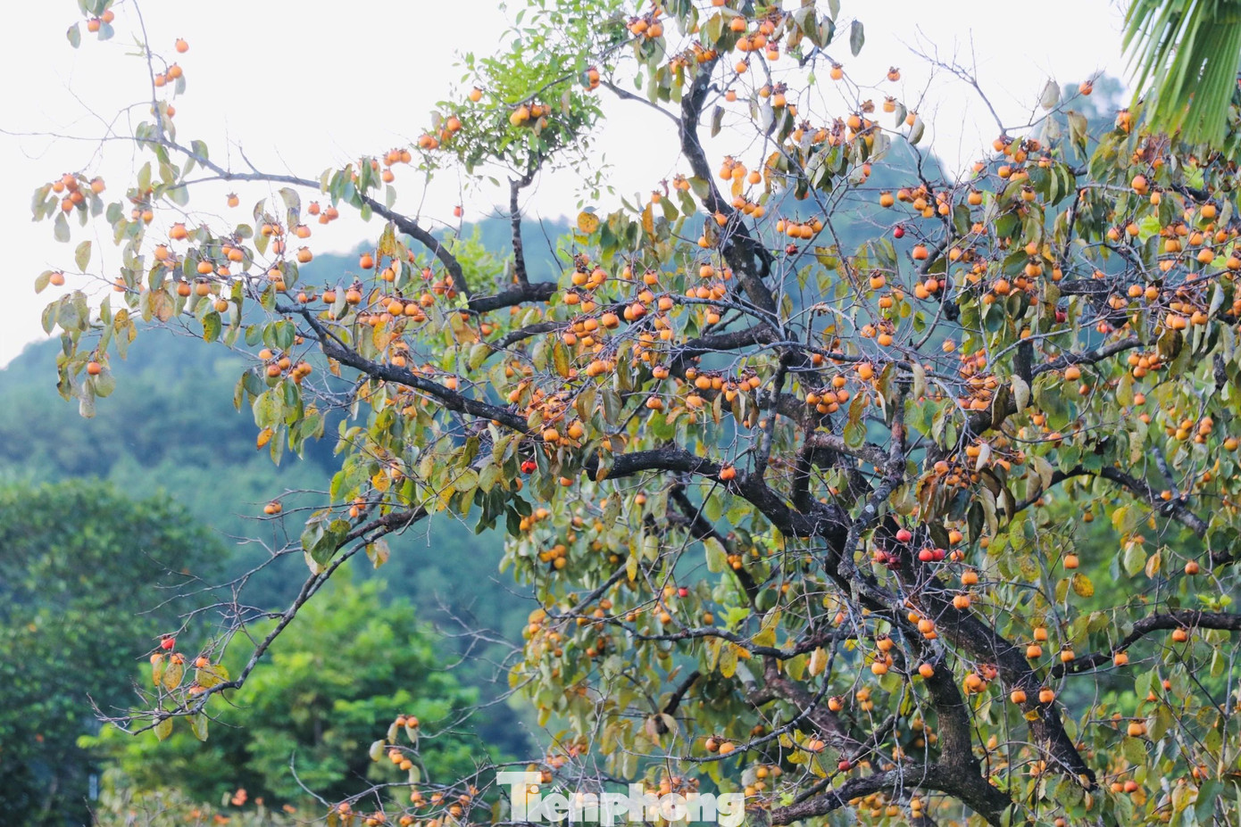 Những ngày này, trên khắp các vườn đồi thuộc xã Nam Anh, huyện Nam Đàn, Nghệ An, người nông dân tất bật thu hoạch hồng. Các thương lái cho biết, quả hồng được người dân xã Nam Anh hái về có màu đẹp, đều quả.